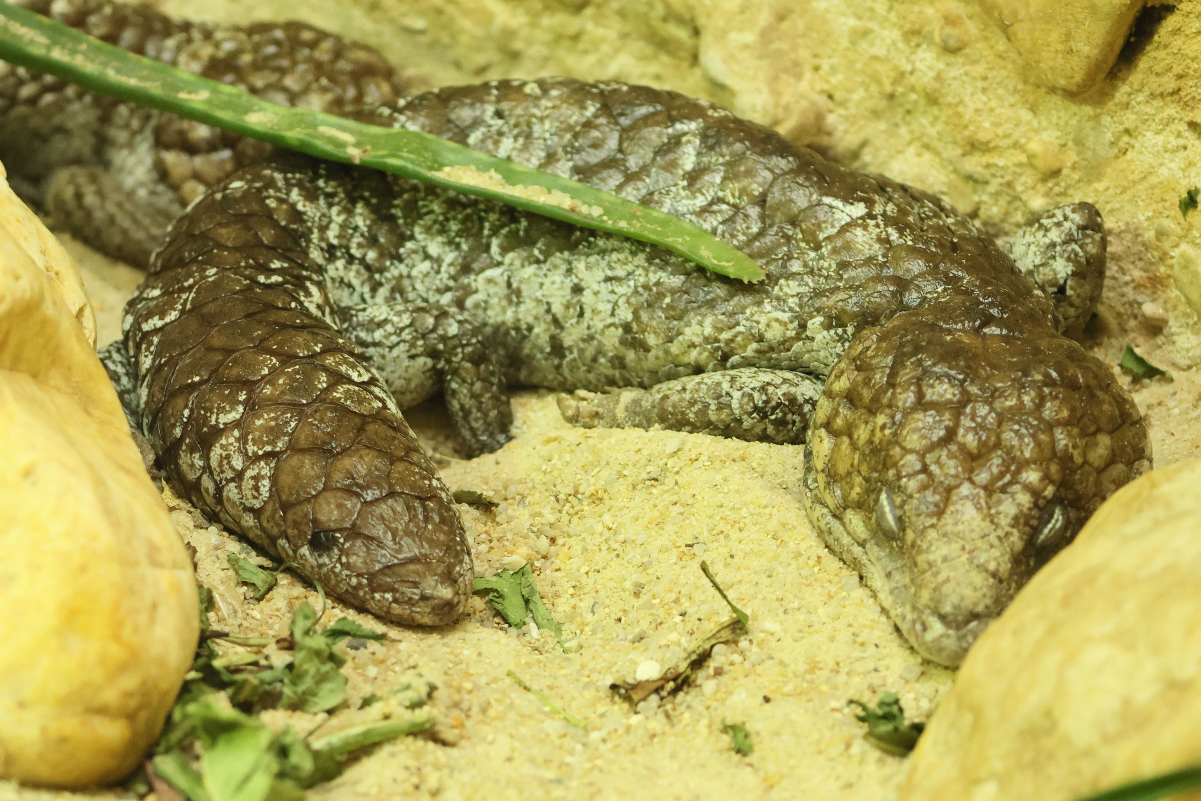tiliqua_rugosa3bd