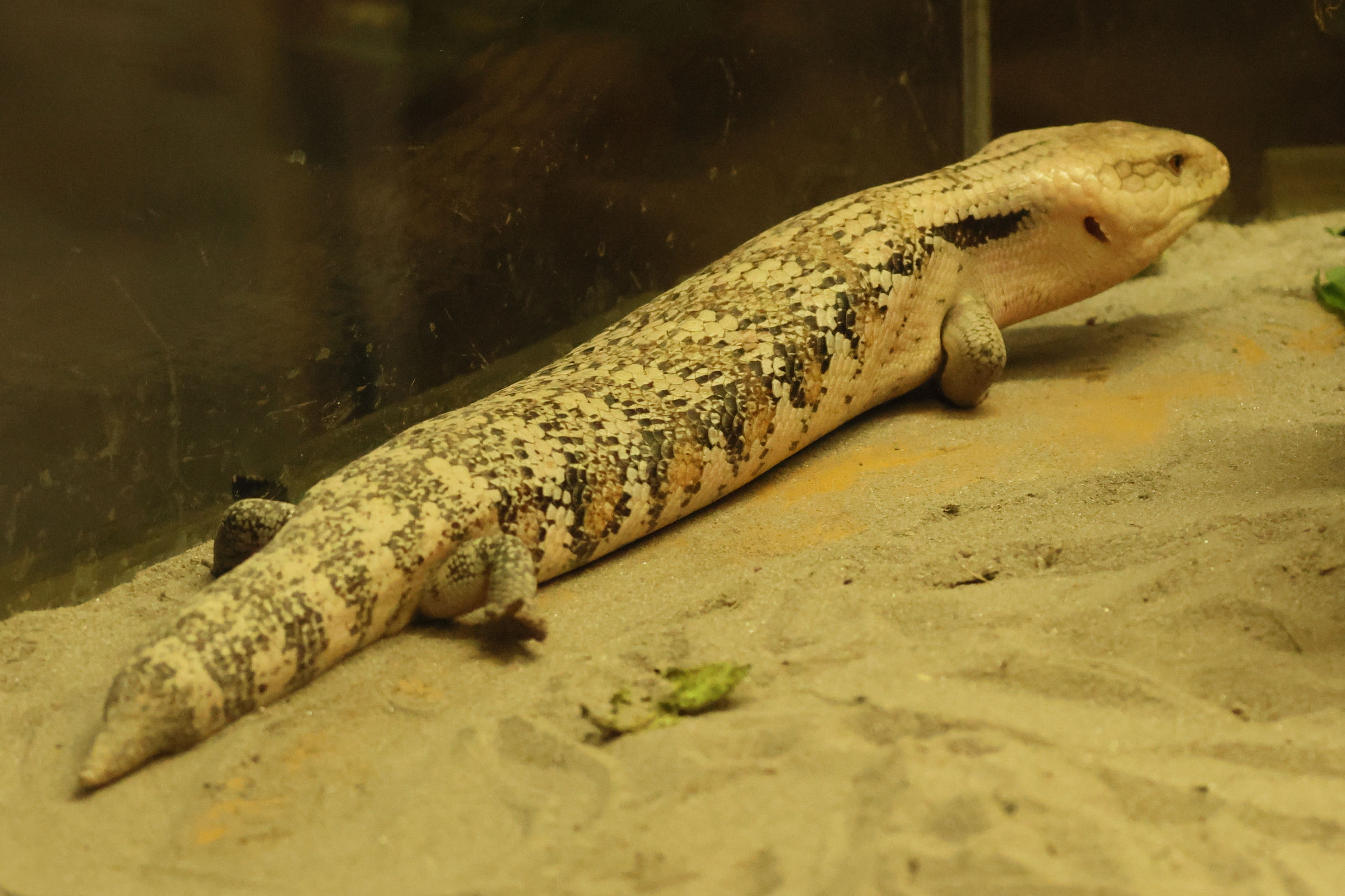 tiliqua_scincoides4bd