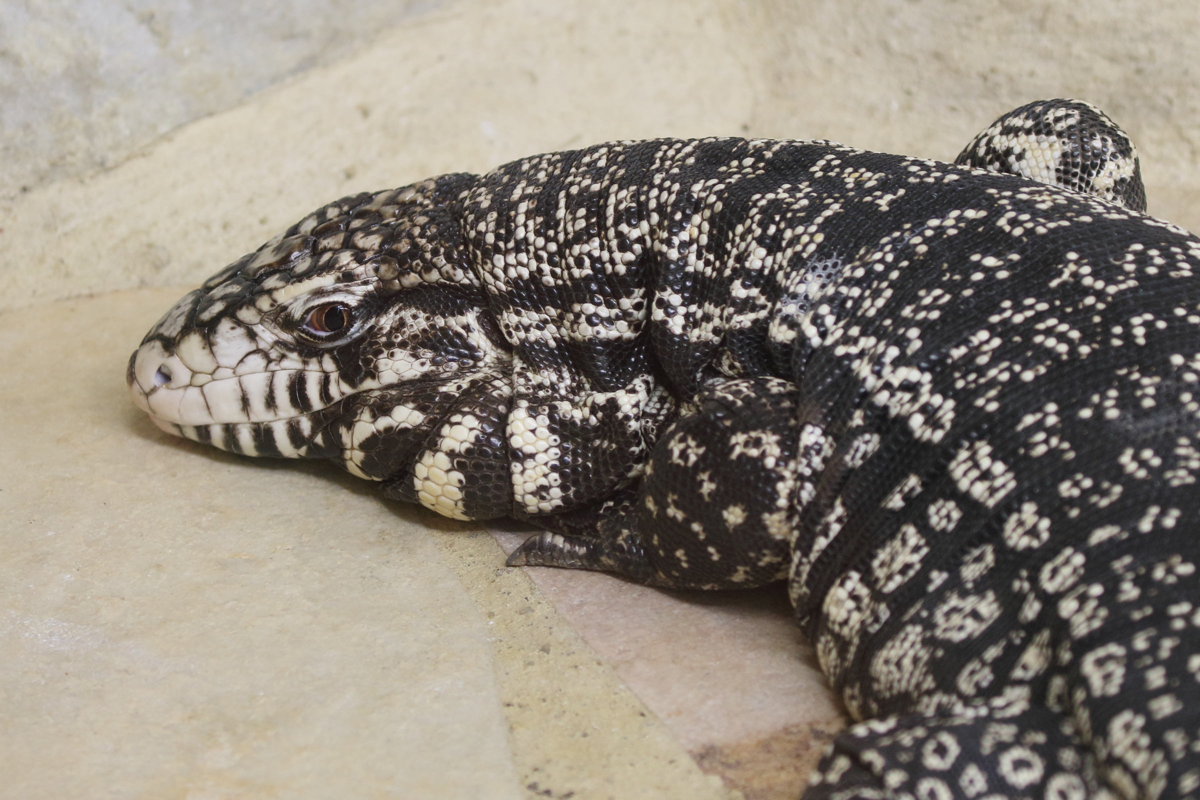 Afficher le média tupinambis_merianae2md tupinambis_merianae2md