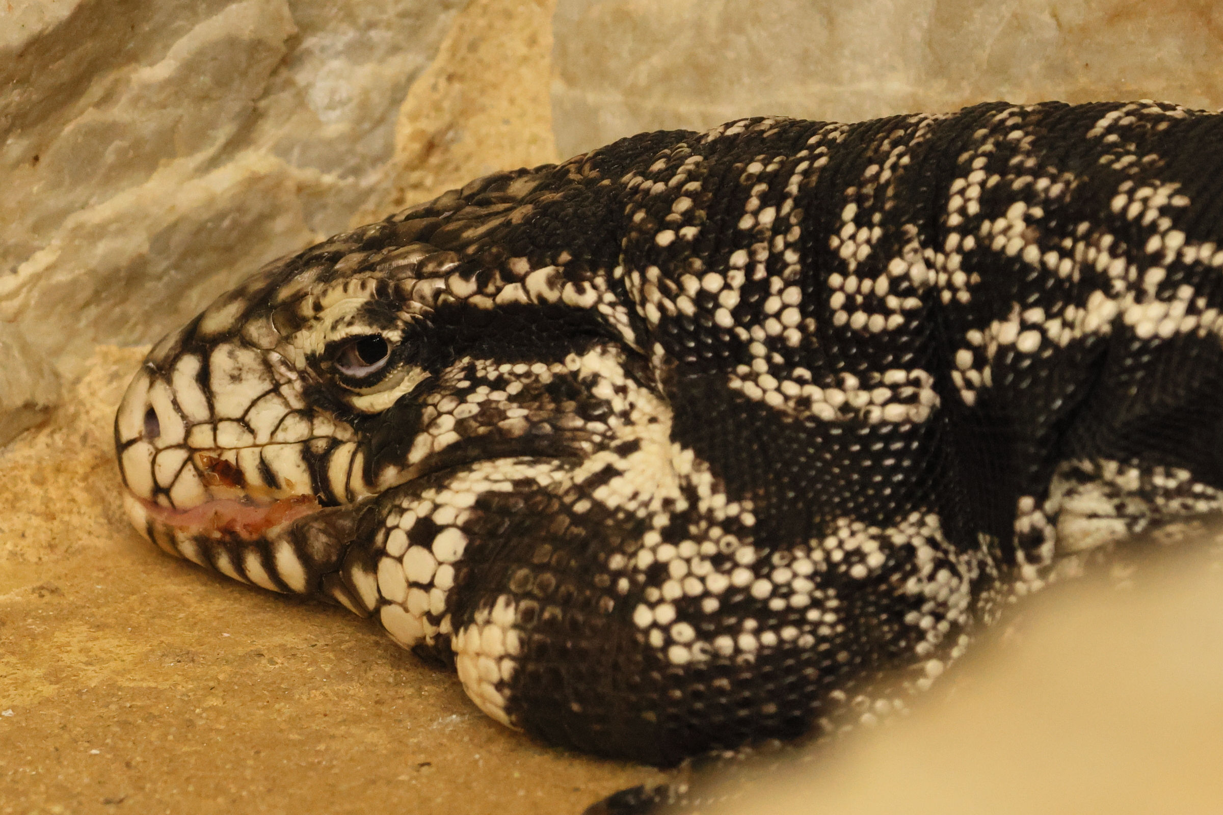 Afficher le média tupinambis_merianae3bd tupinambis_merianae3bd