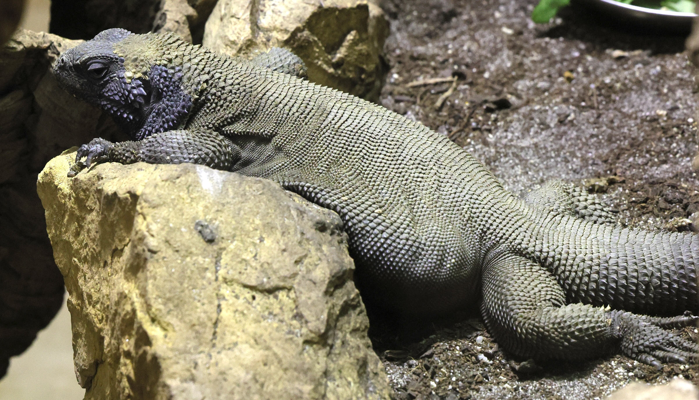 Afficher le média uromastix_acanthinura3md uromastix_acanthinura3md