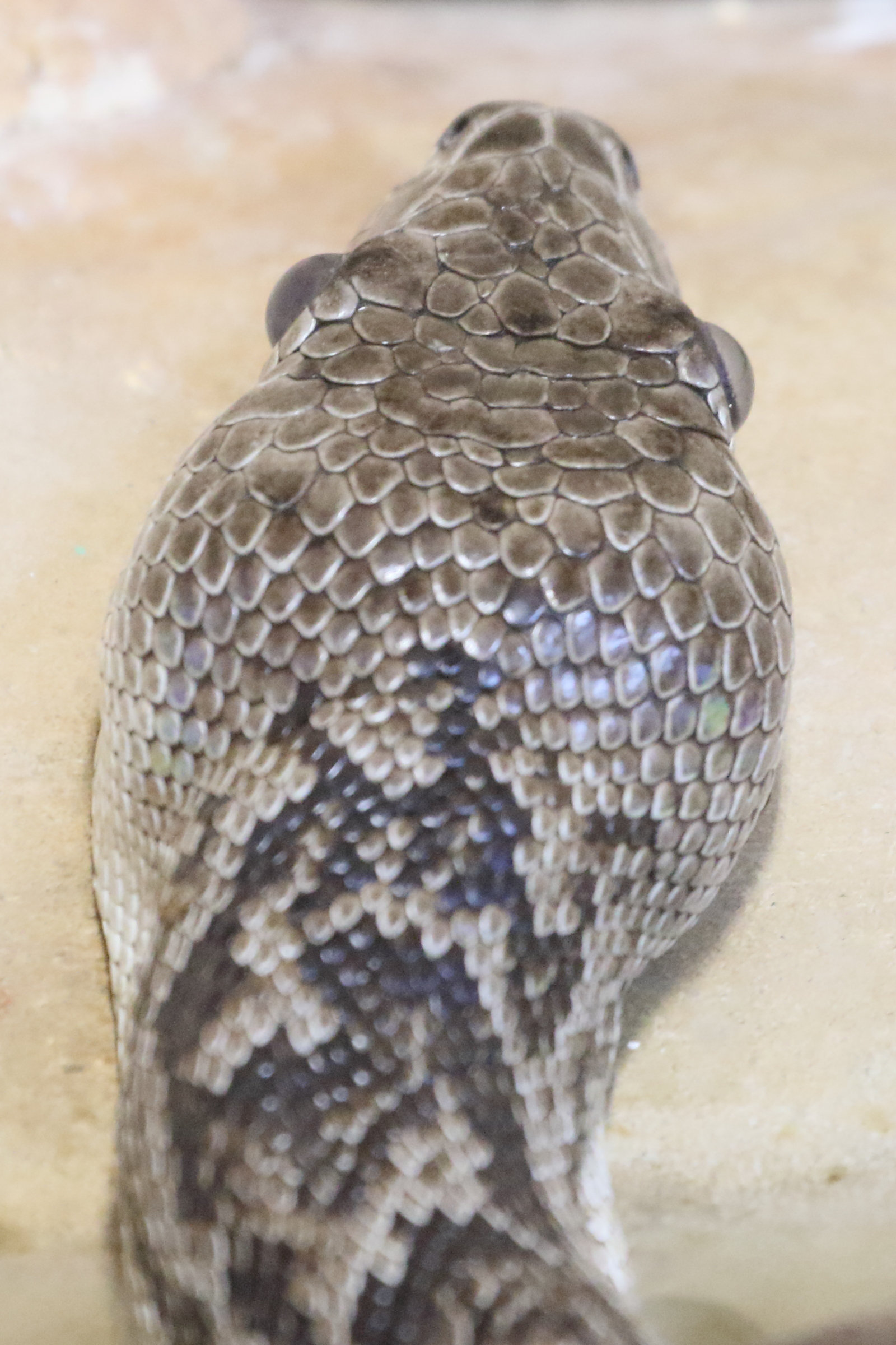 epicrates_angulifer1md