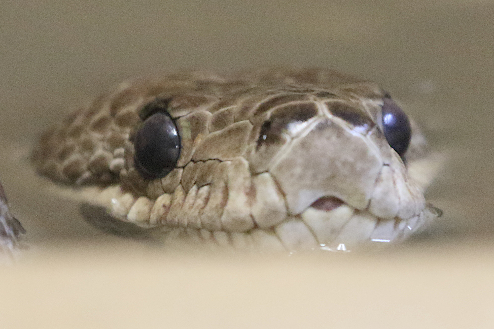 epicrates_angulifer2md