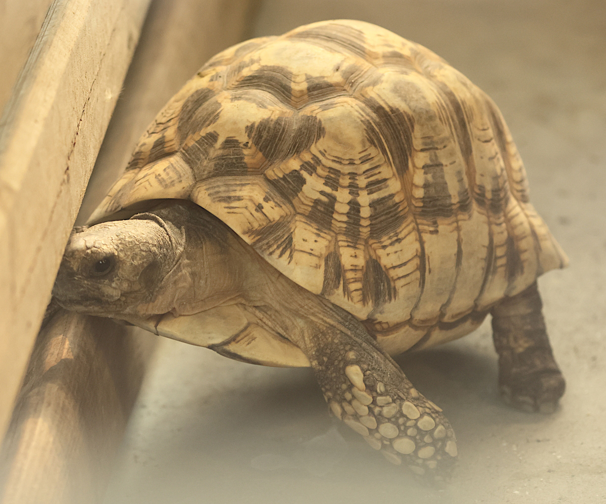 geochelone_platynota1bd