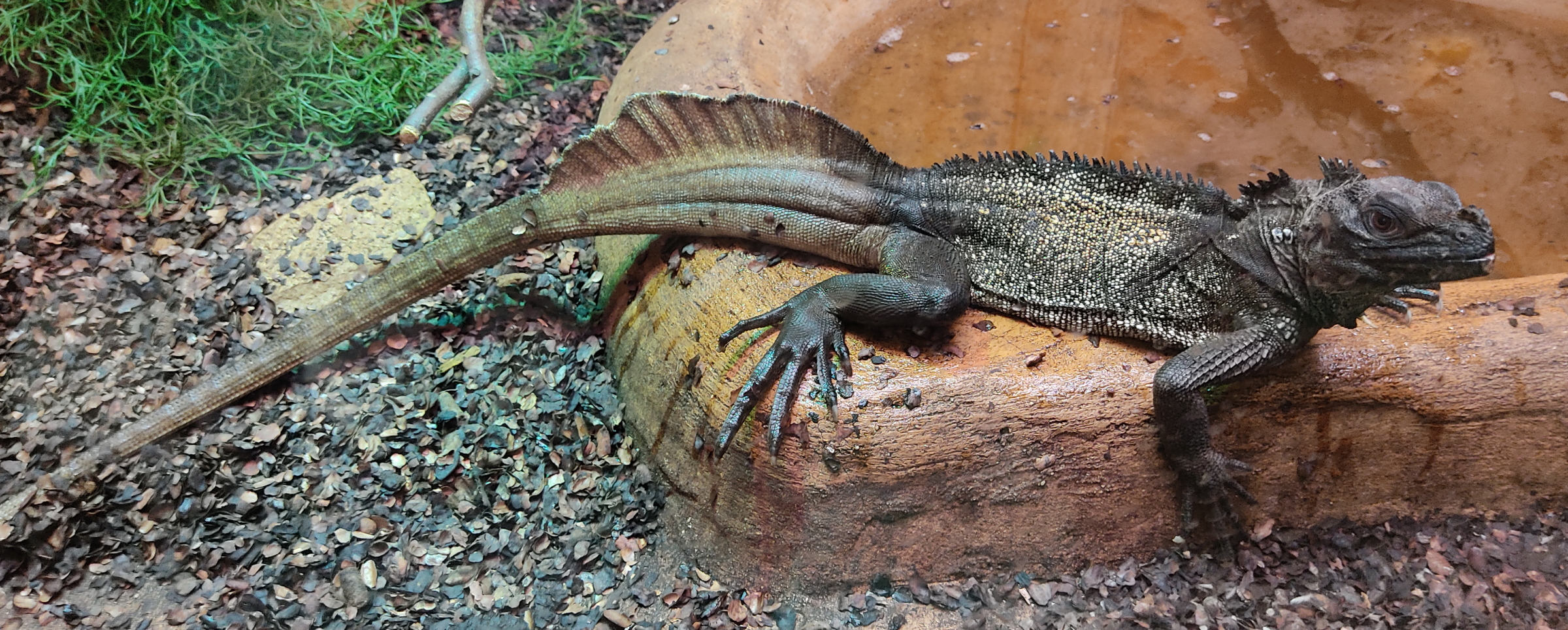 Afficher le média hydrosaurus_celebensis1bd hydrosaurus_celebensis1bd