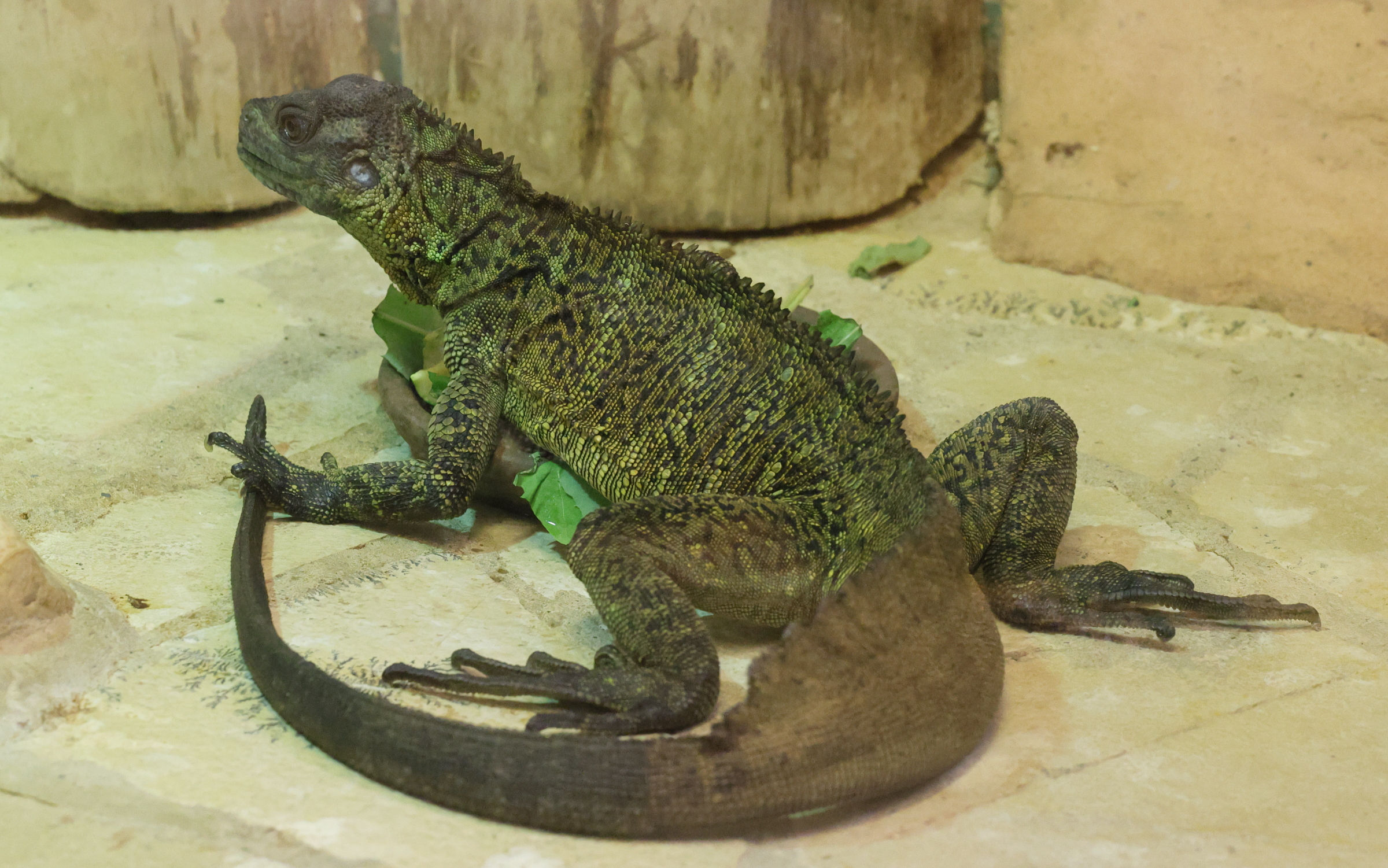 hydrosaurus_weberi1md