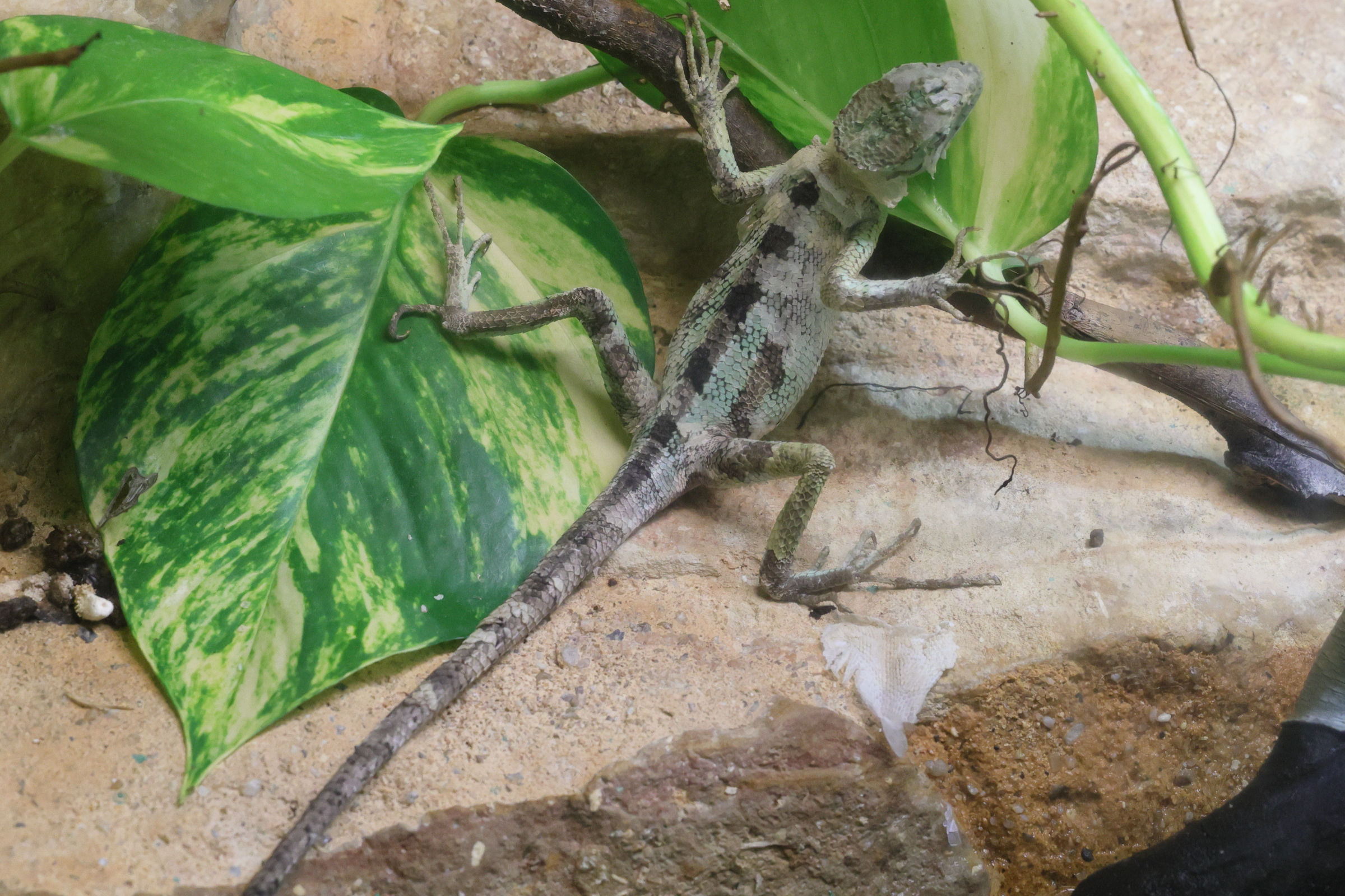 laemanctus_serratus1md