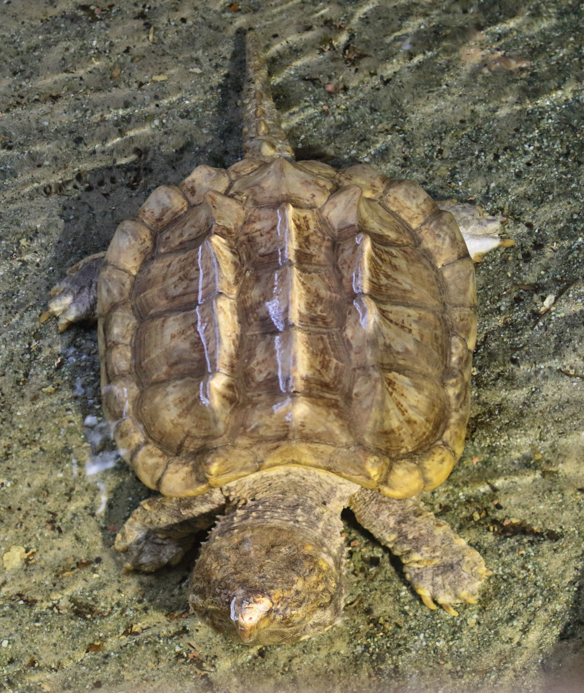 Afficher le média macrochelys_temminckii2md macrochelys_temminckii2md