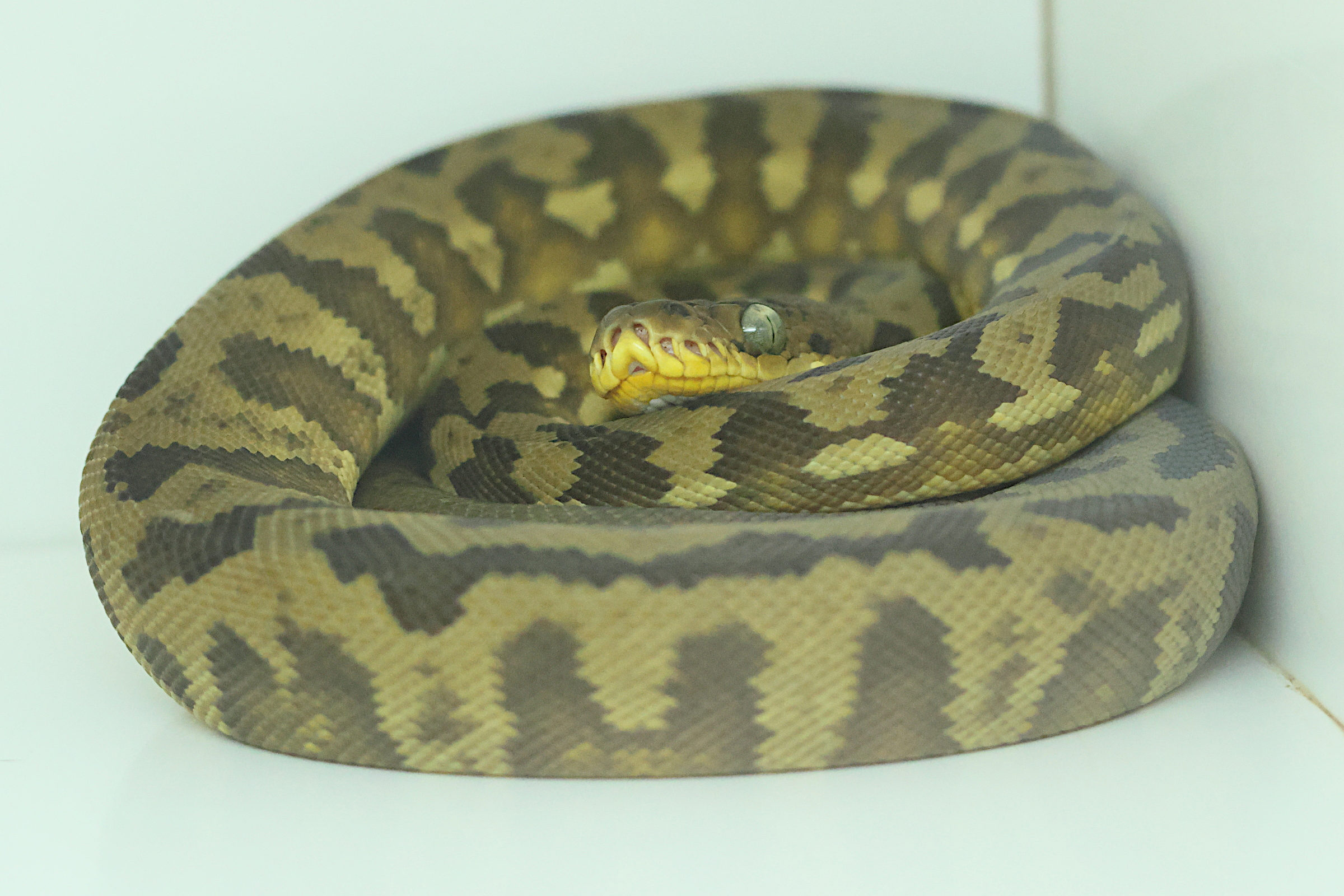 malayopython_timoriensis_juv1bd