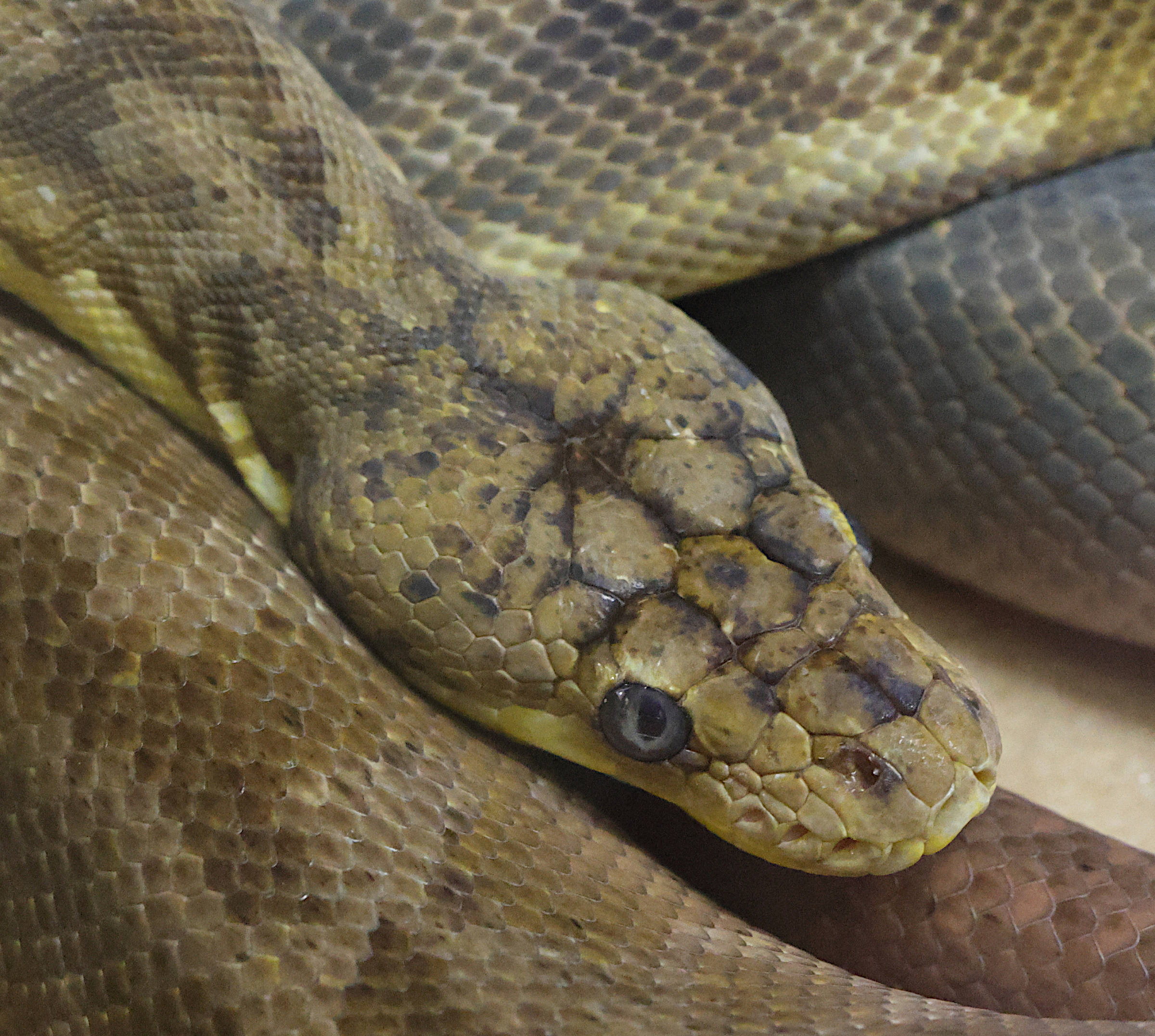 malayopythonpython_timoriensis1md