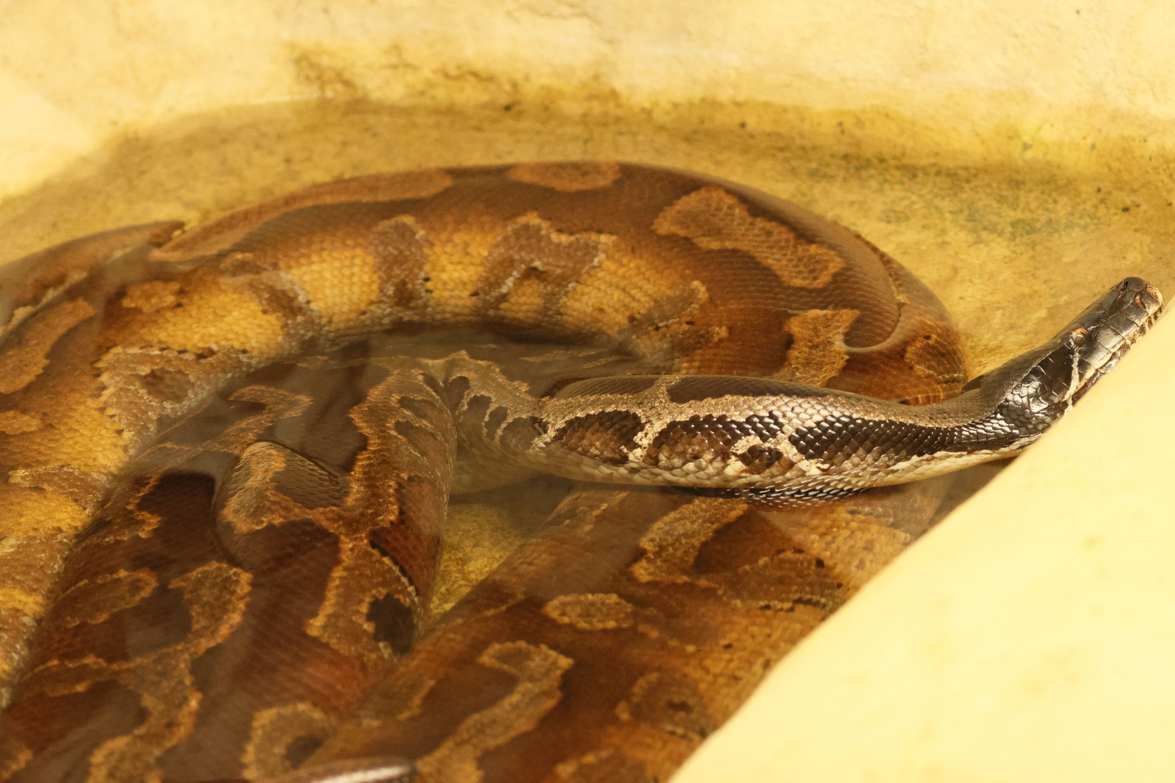 python_brongersmai1bd