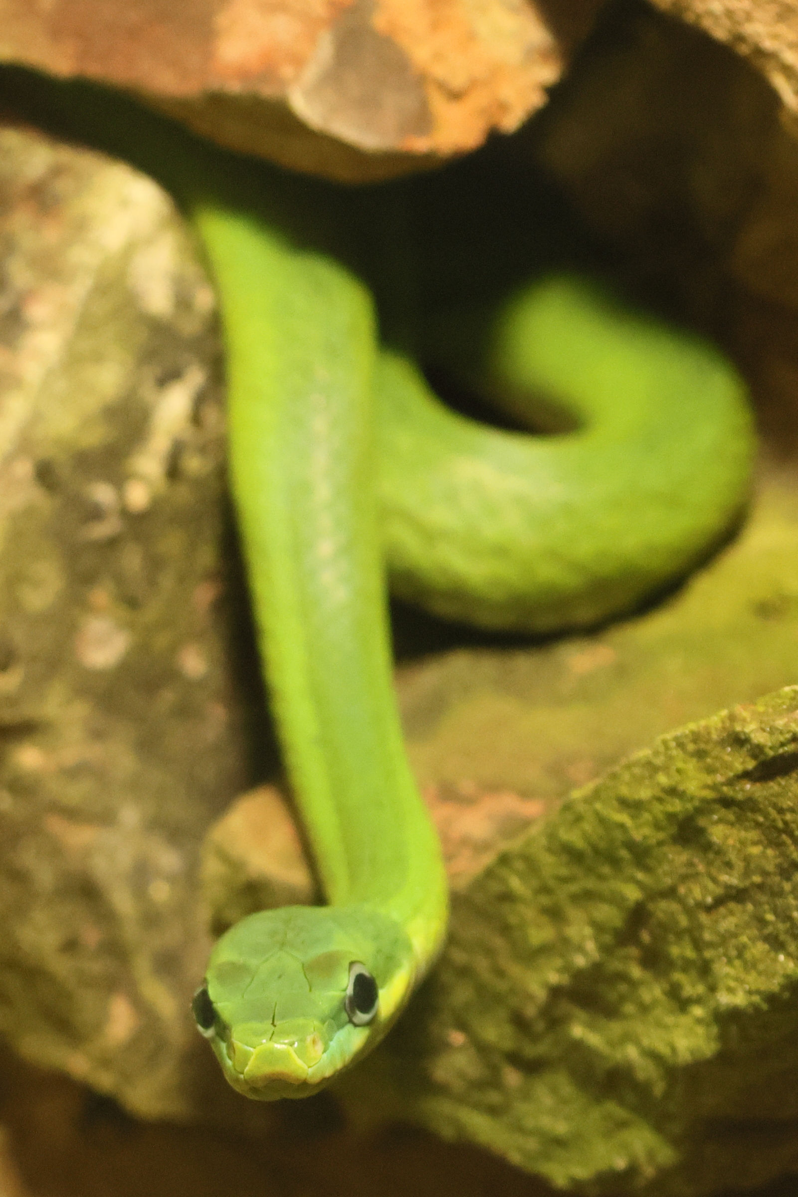 rhadinophis_prasinus1bd