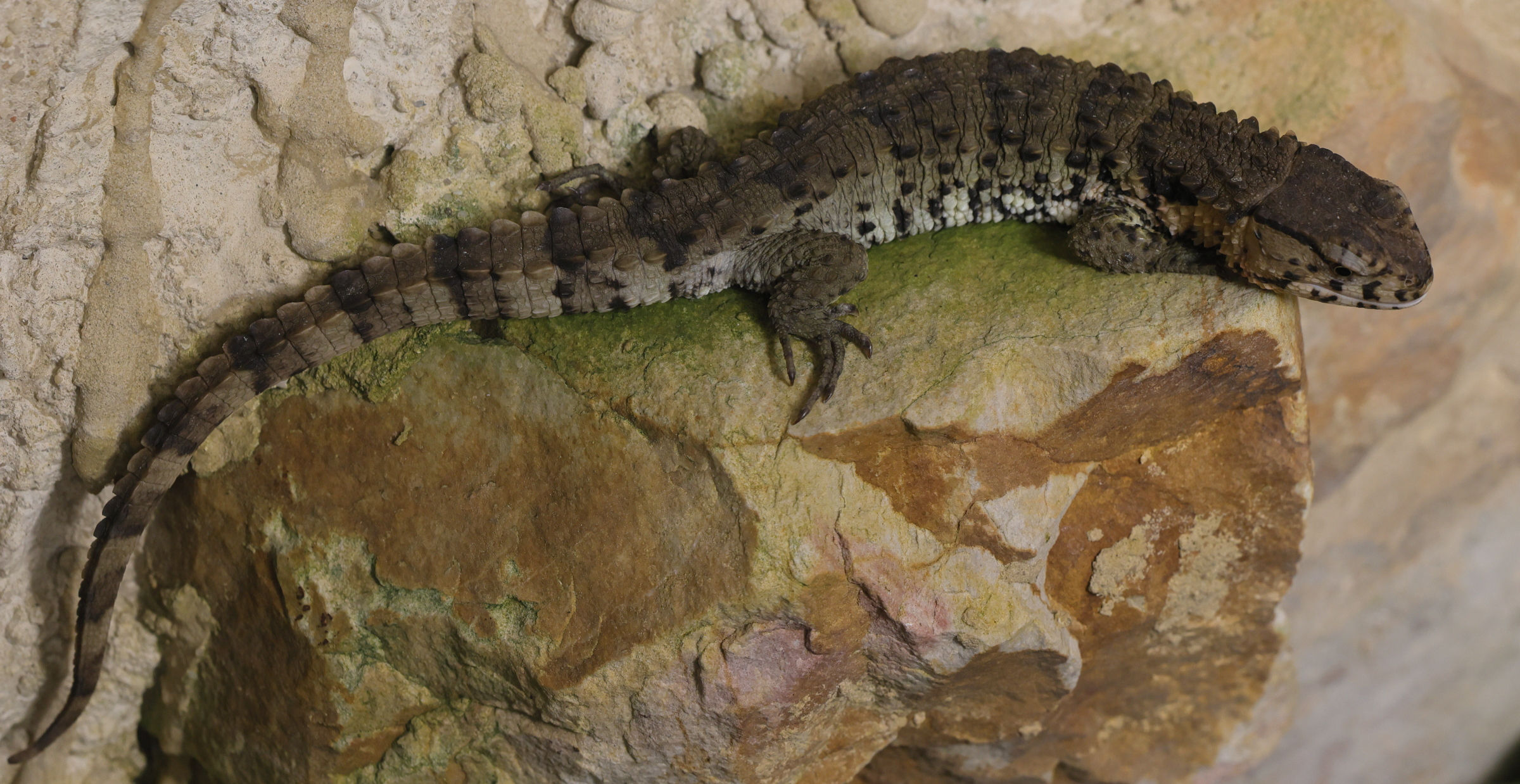 shinisaurus_crocodilurus1md