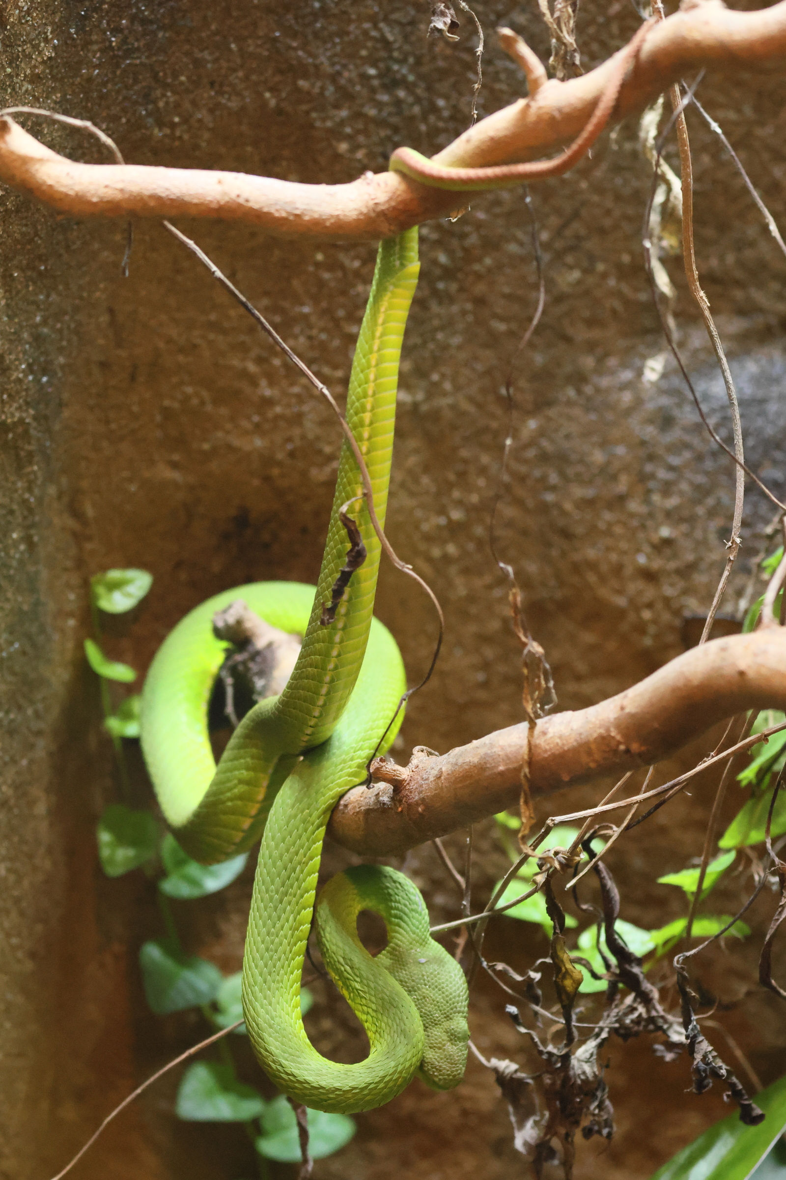 Afficher le média trimeresurus_albolabris1bd trimeresurus_albolabris1bd