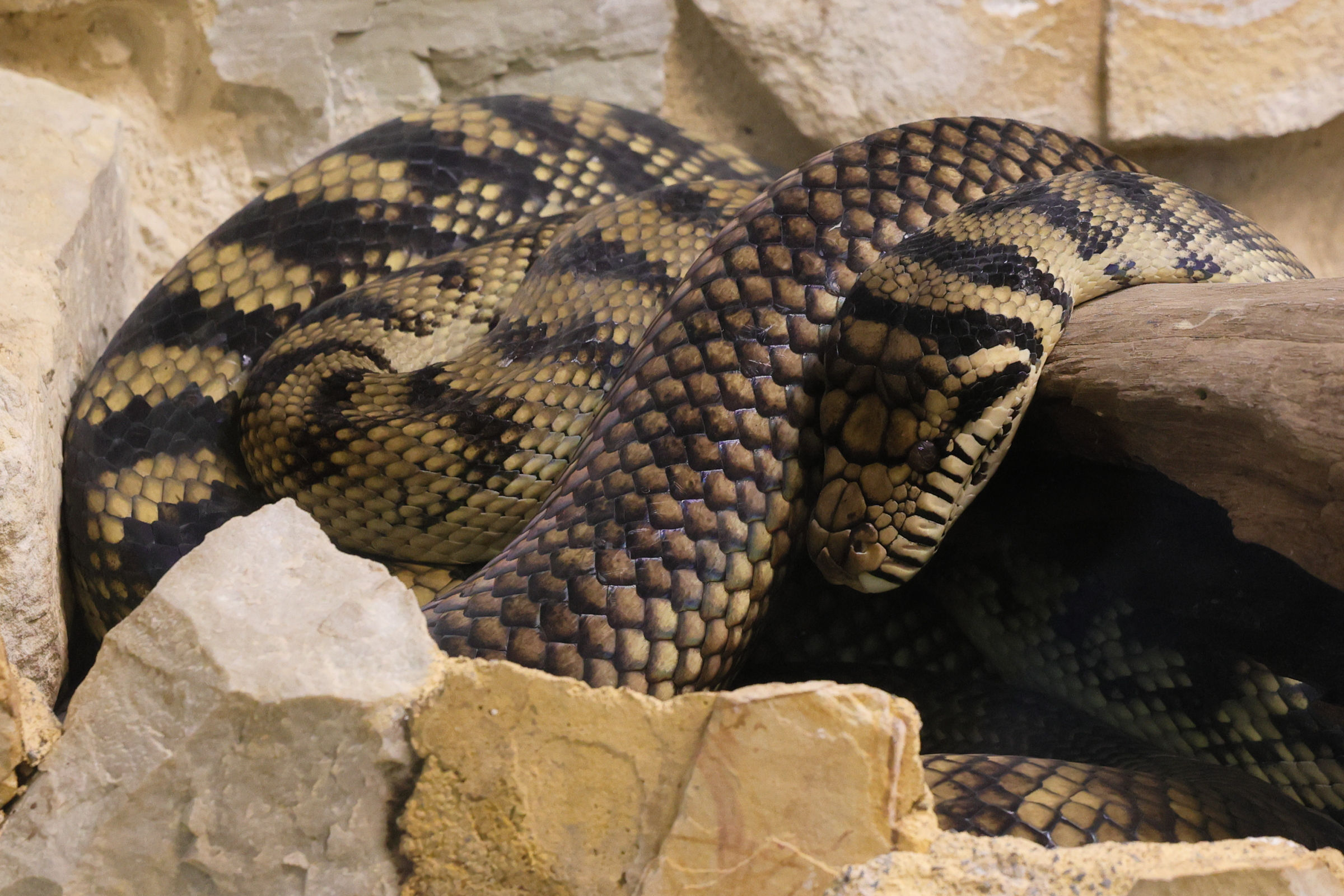 simalia_amethistina1mdjpg