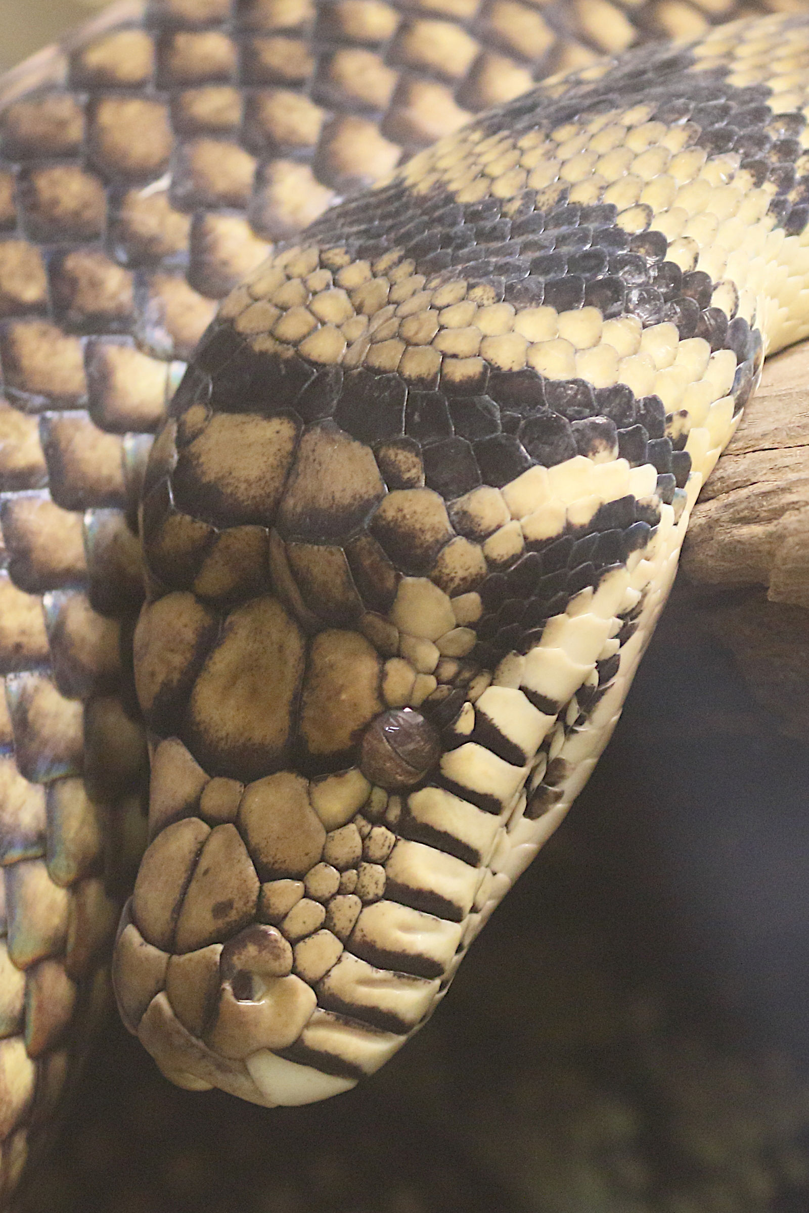 simalia_amethistina2md