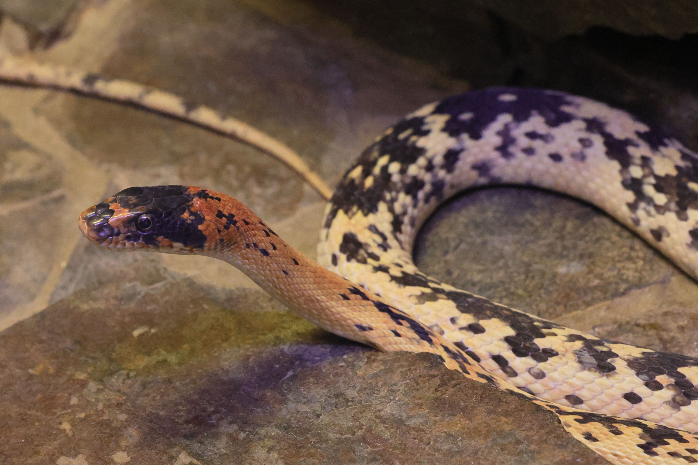 spalerosophis_diadema1md