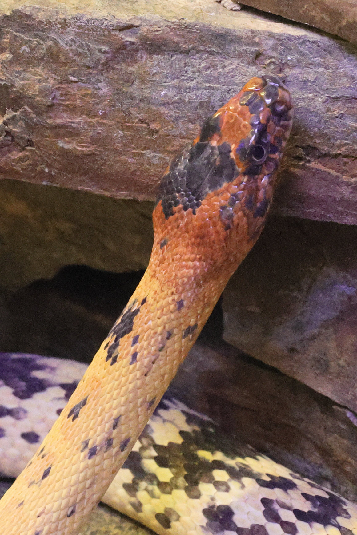 spalerosophis_diadema2md