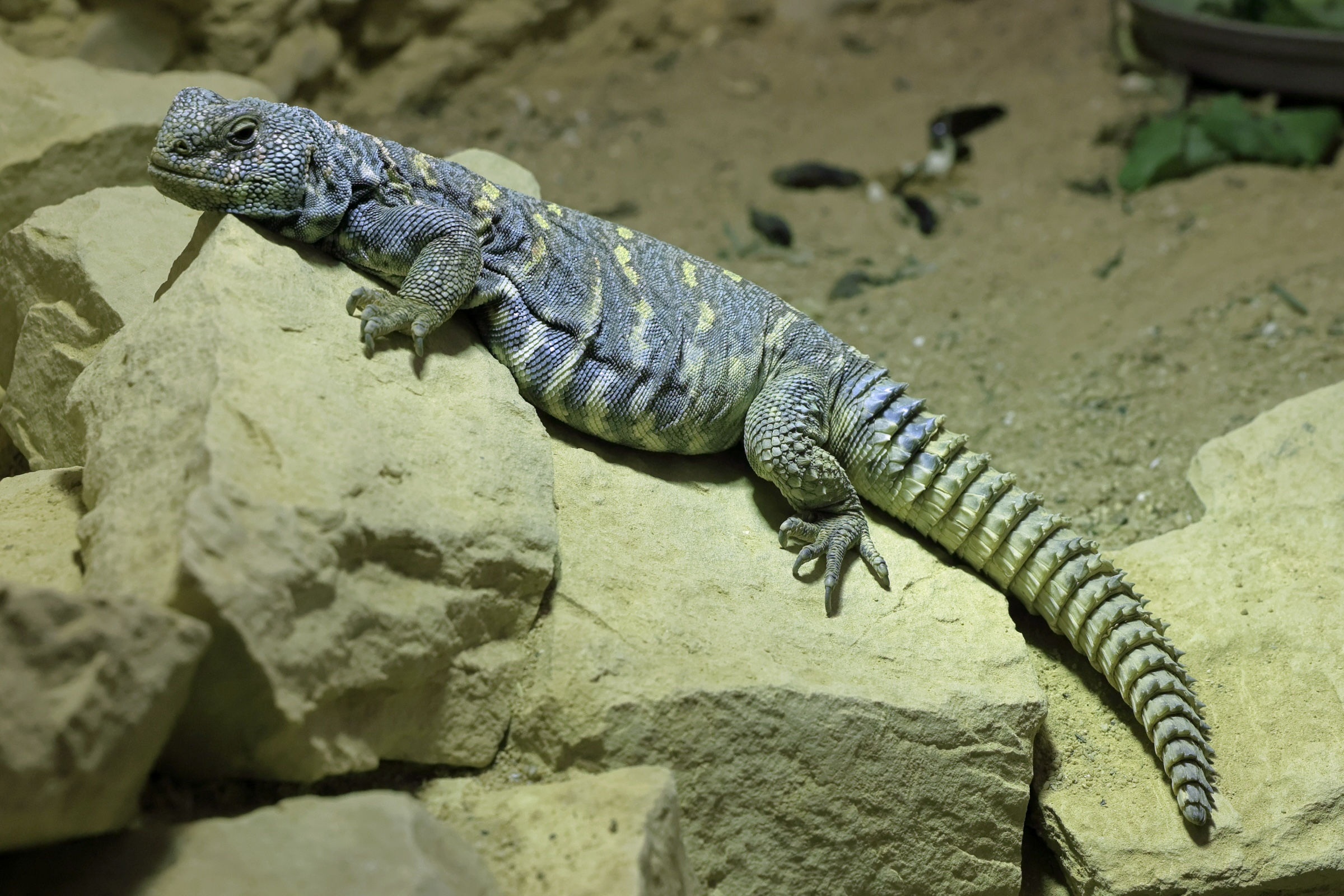 uromastix_ornata1md