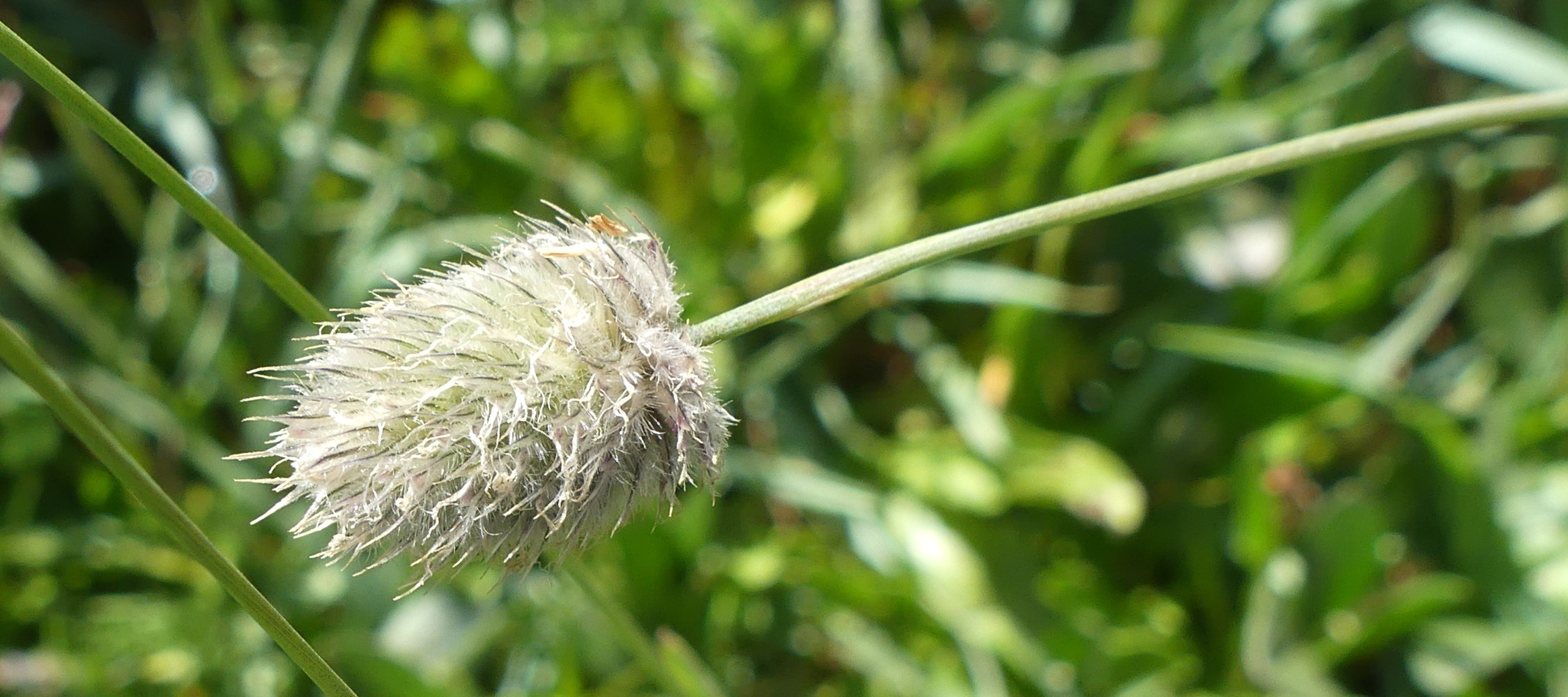 alopecurus_gerardi7mv