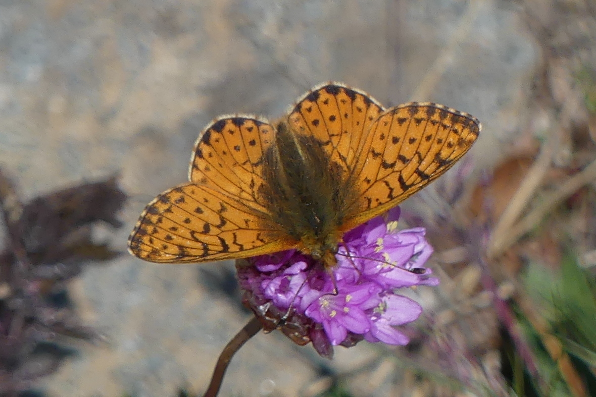 boloria_napaea5mv