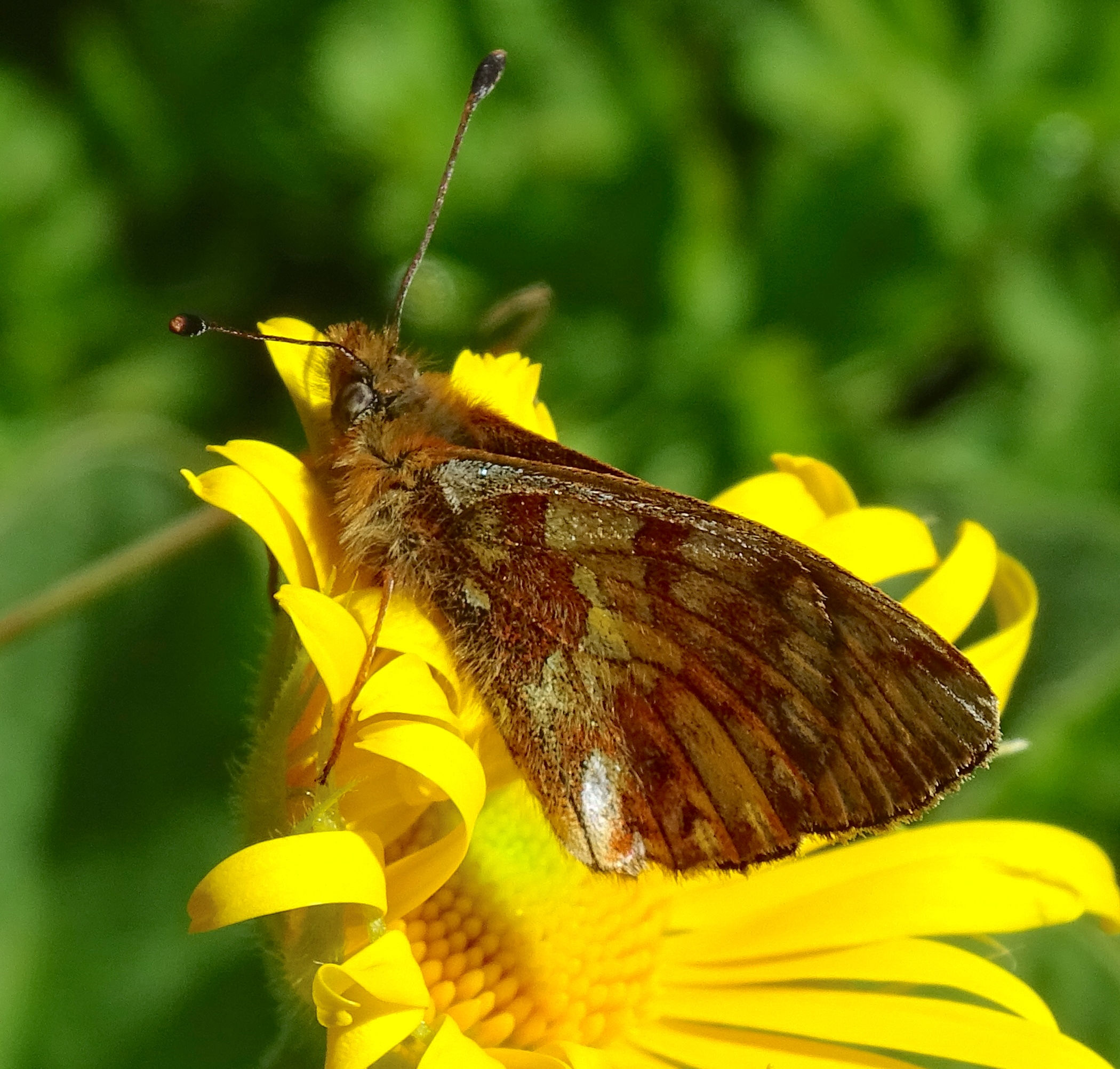 boloria_napaea6mv
