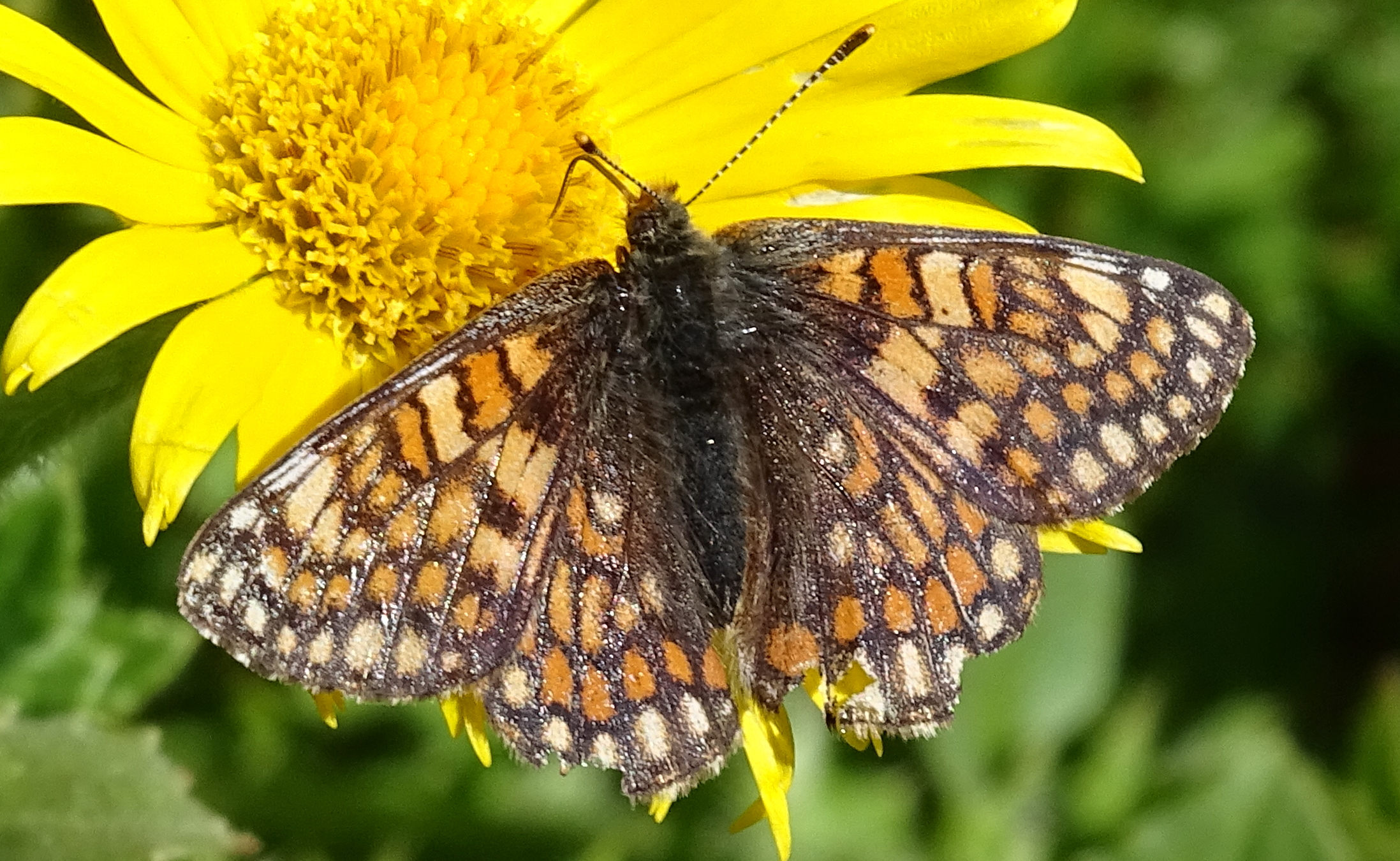 euphydryas_aurinia5mv