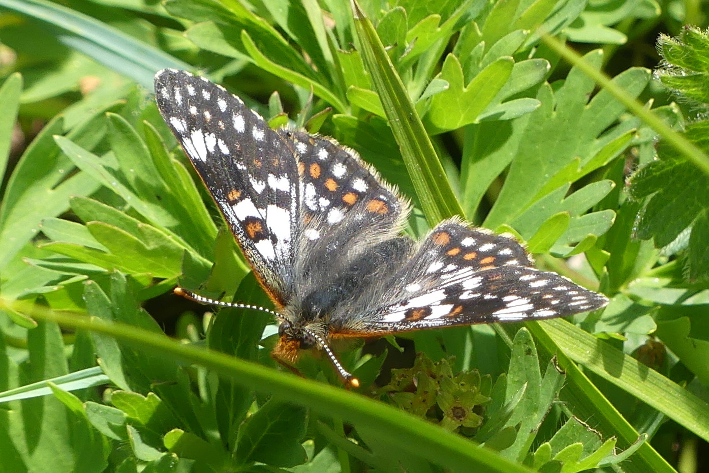 euphydryas_cynthia1mv