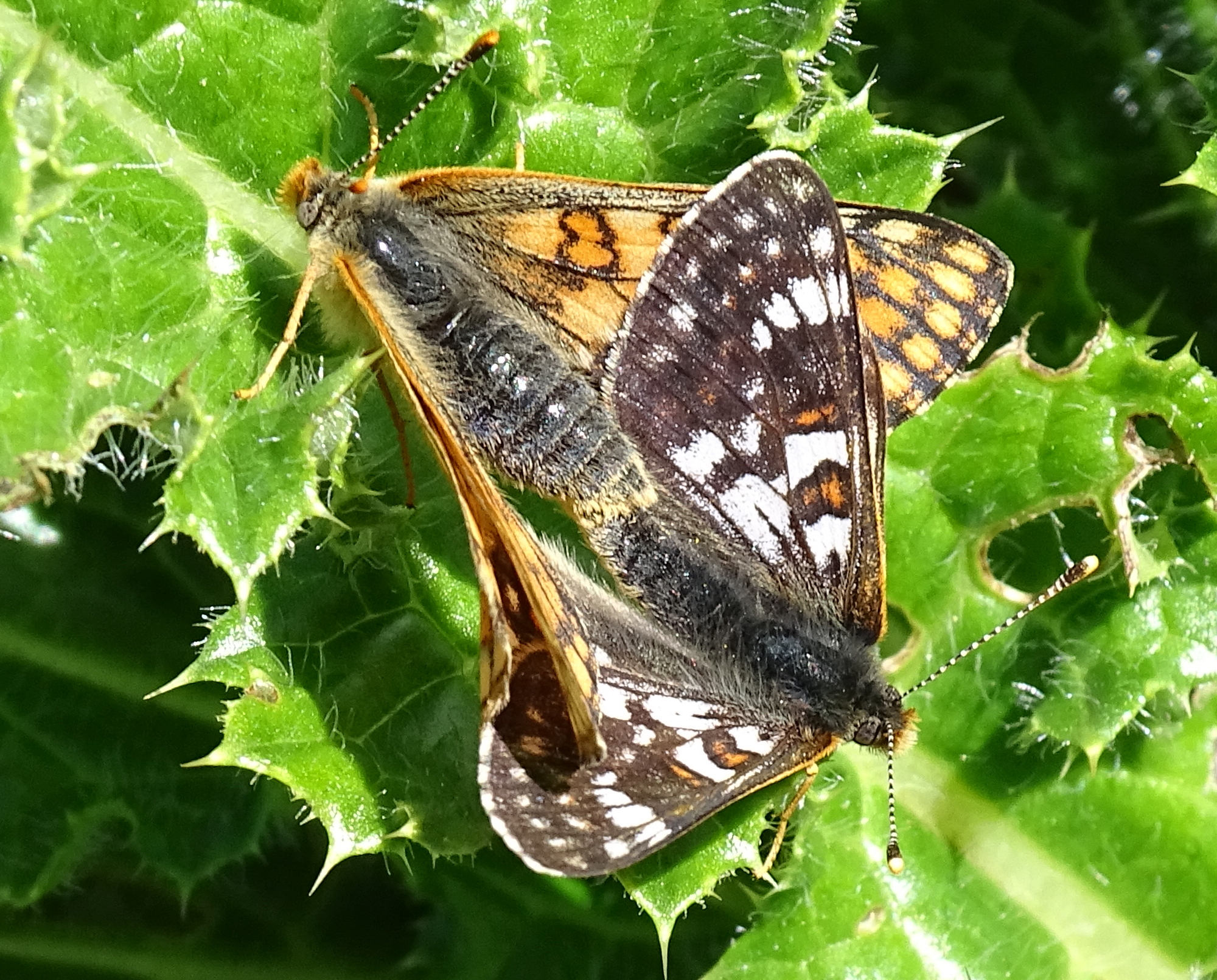 euphydryas_cynthia2mv