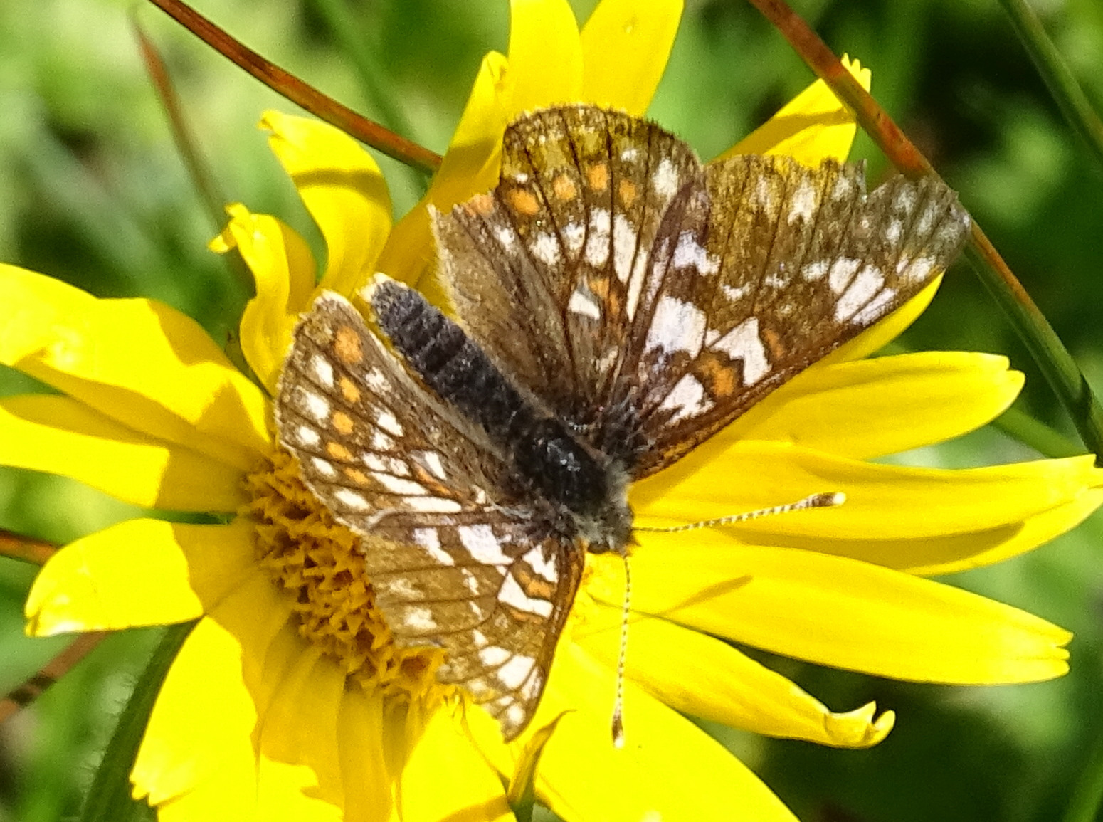 euphydryas_cynthia3mv