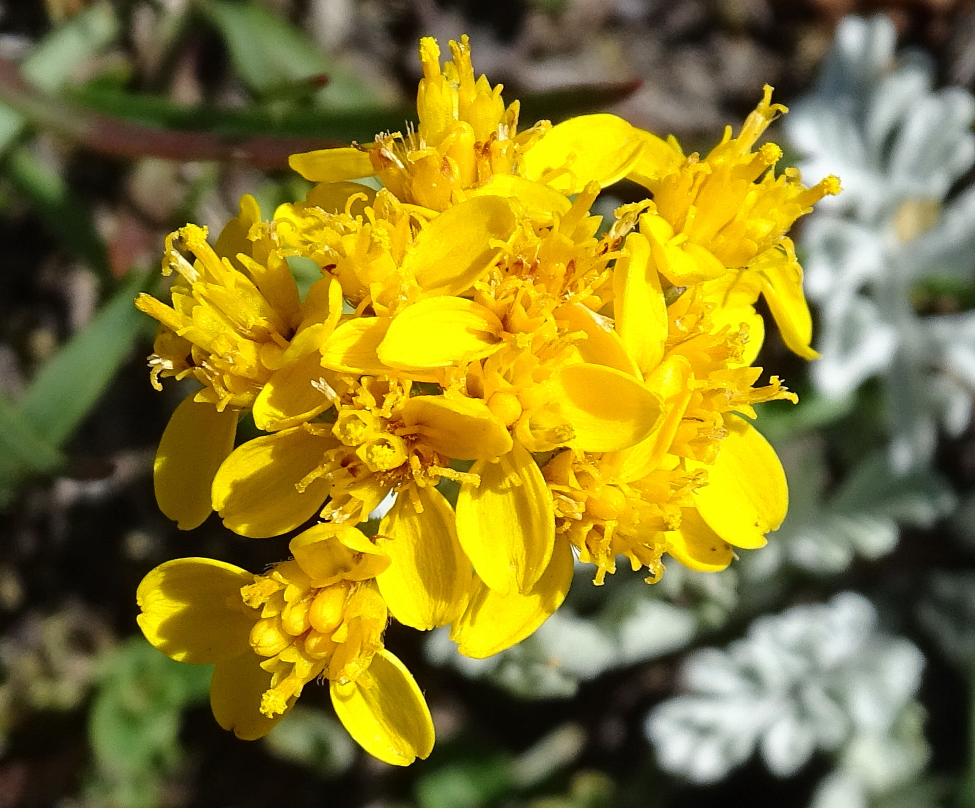 Afficher le média jacobaea_incana9mv jacobaea_incana9mv