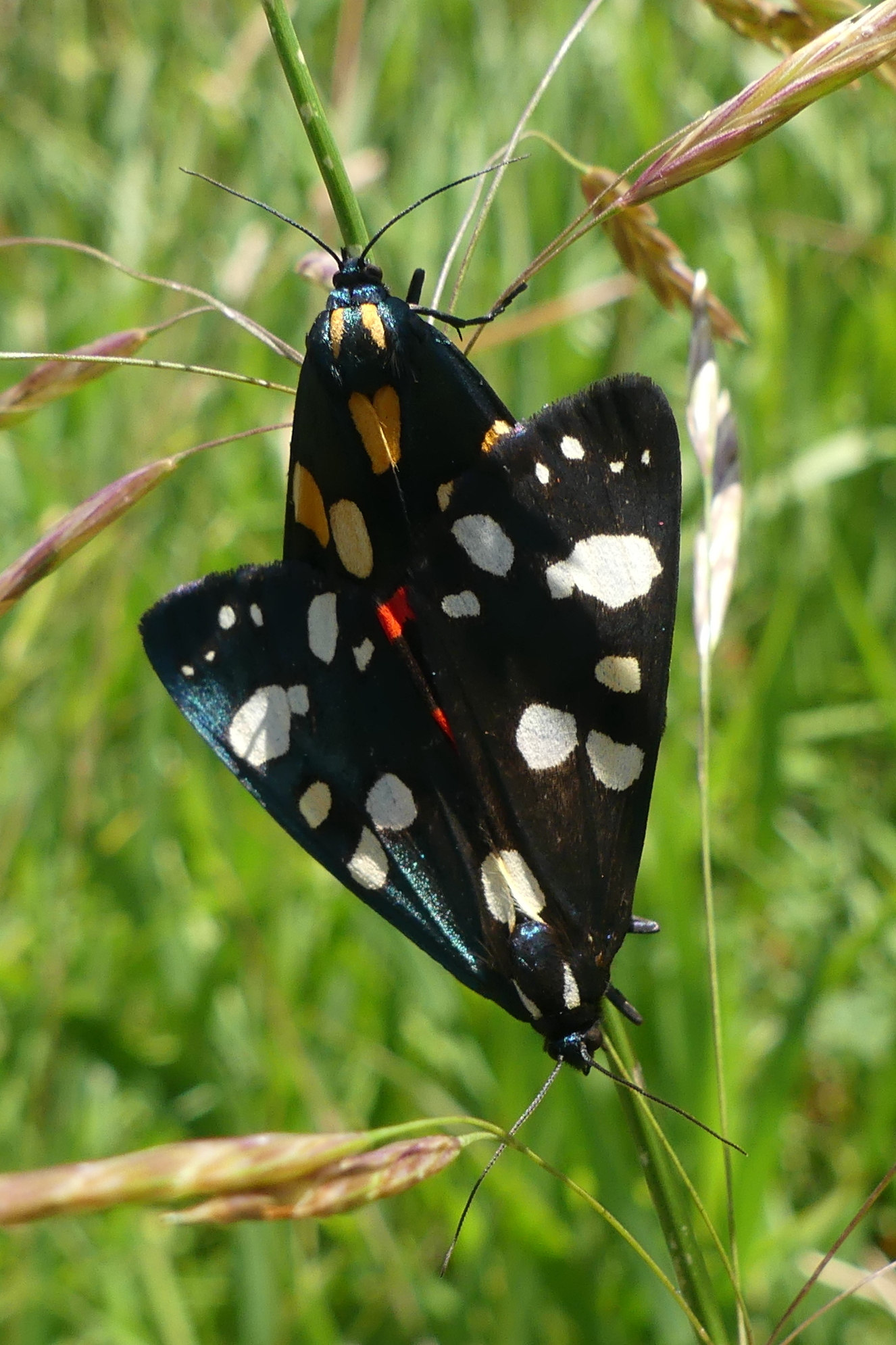 Afficher le média callimorpha_dominula7mv callimorpha_dominula7mv