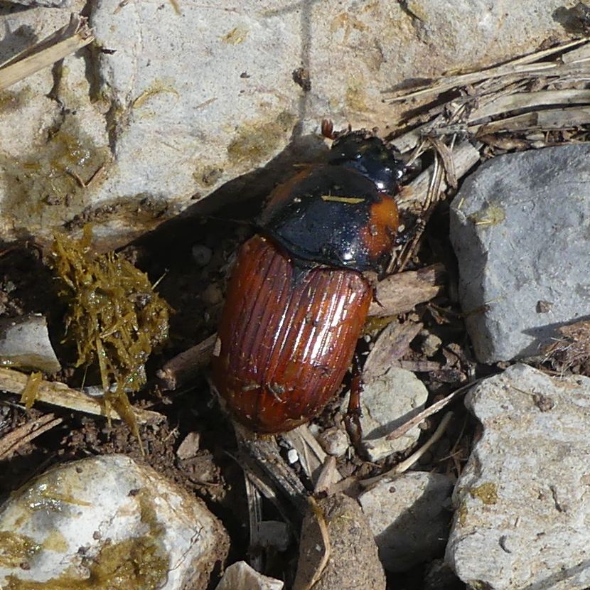 Afficher le média coprimorphus_scrutator1mv coprimorphus_scrutator1mv