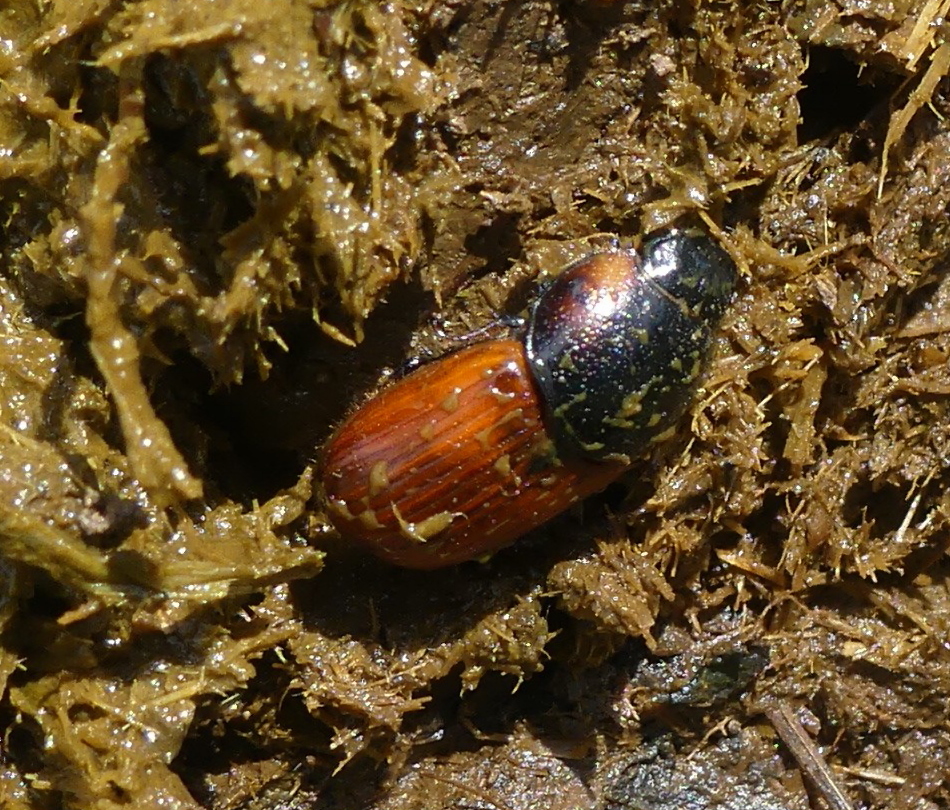 Afficher le média coprimorphus_scrutator2mv coprimorphus_scrutator2mv