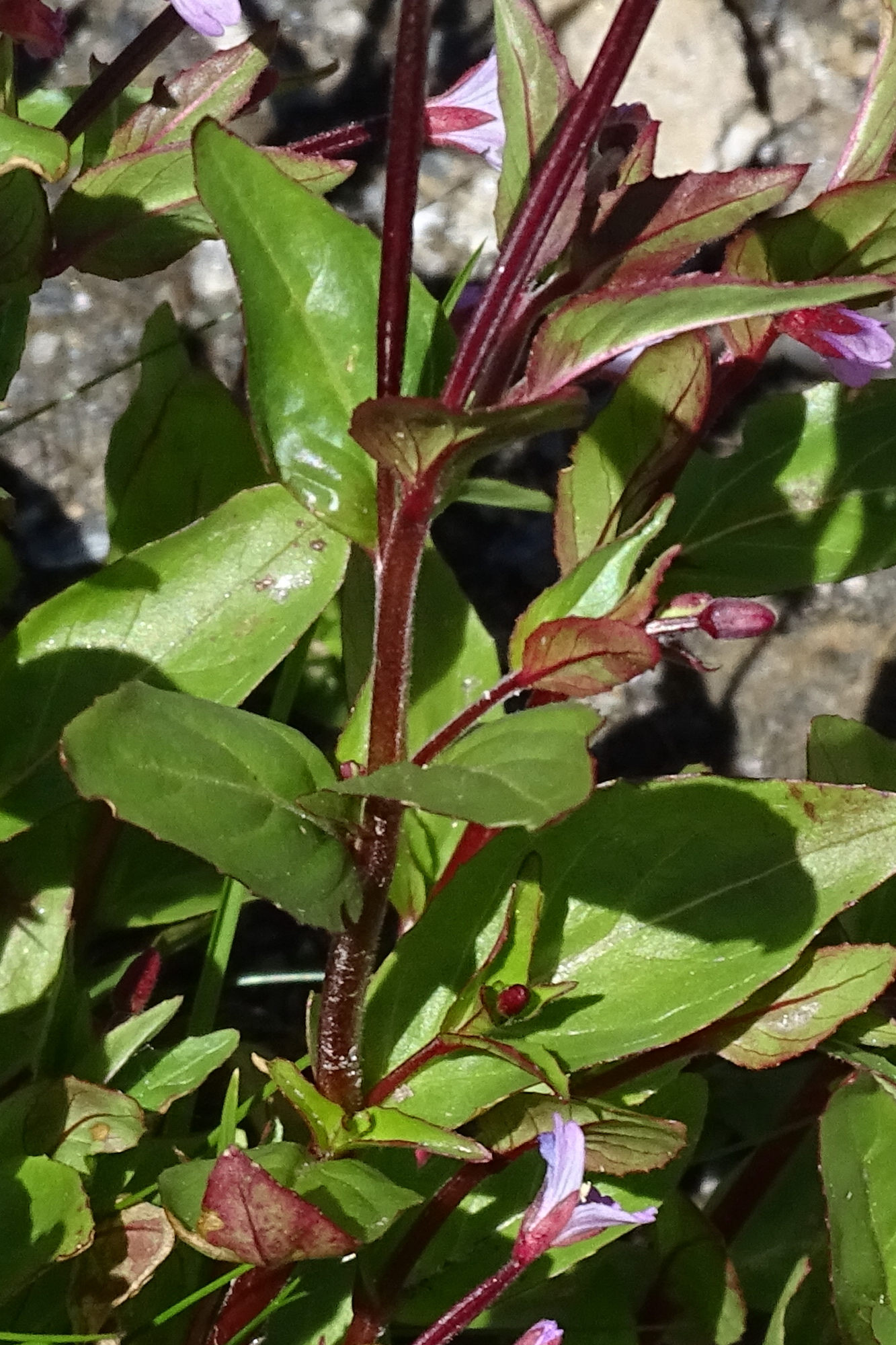 epilobium_alsinifolium5mv