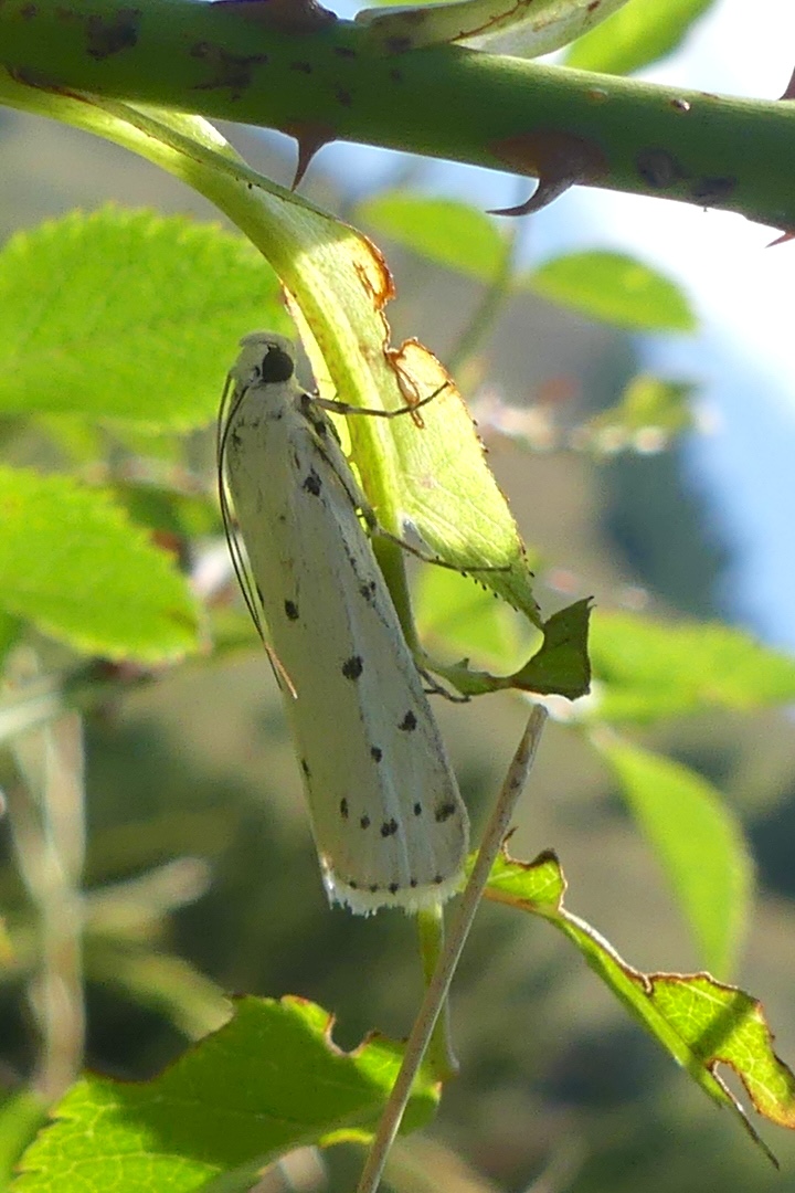 myelois_circumvoluta1mv