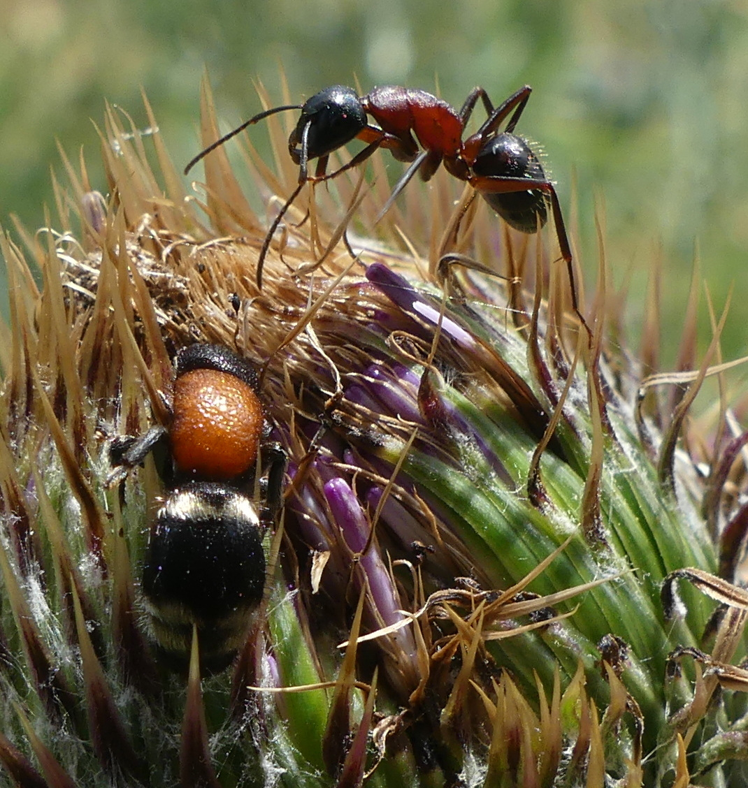 myrmilla_capitata1mv