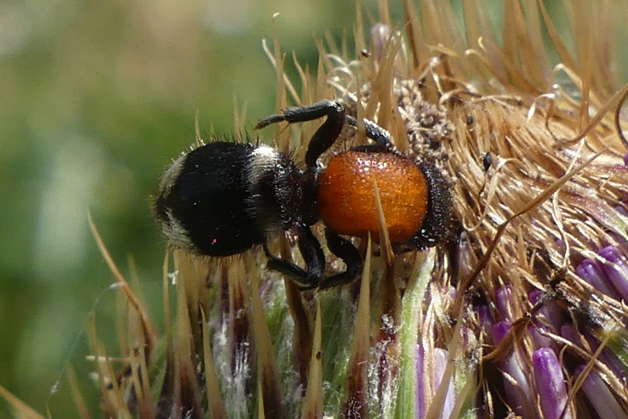 myrmilla_capitata2mv