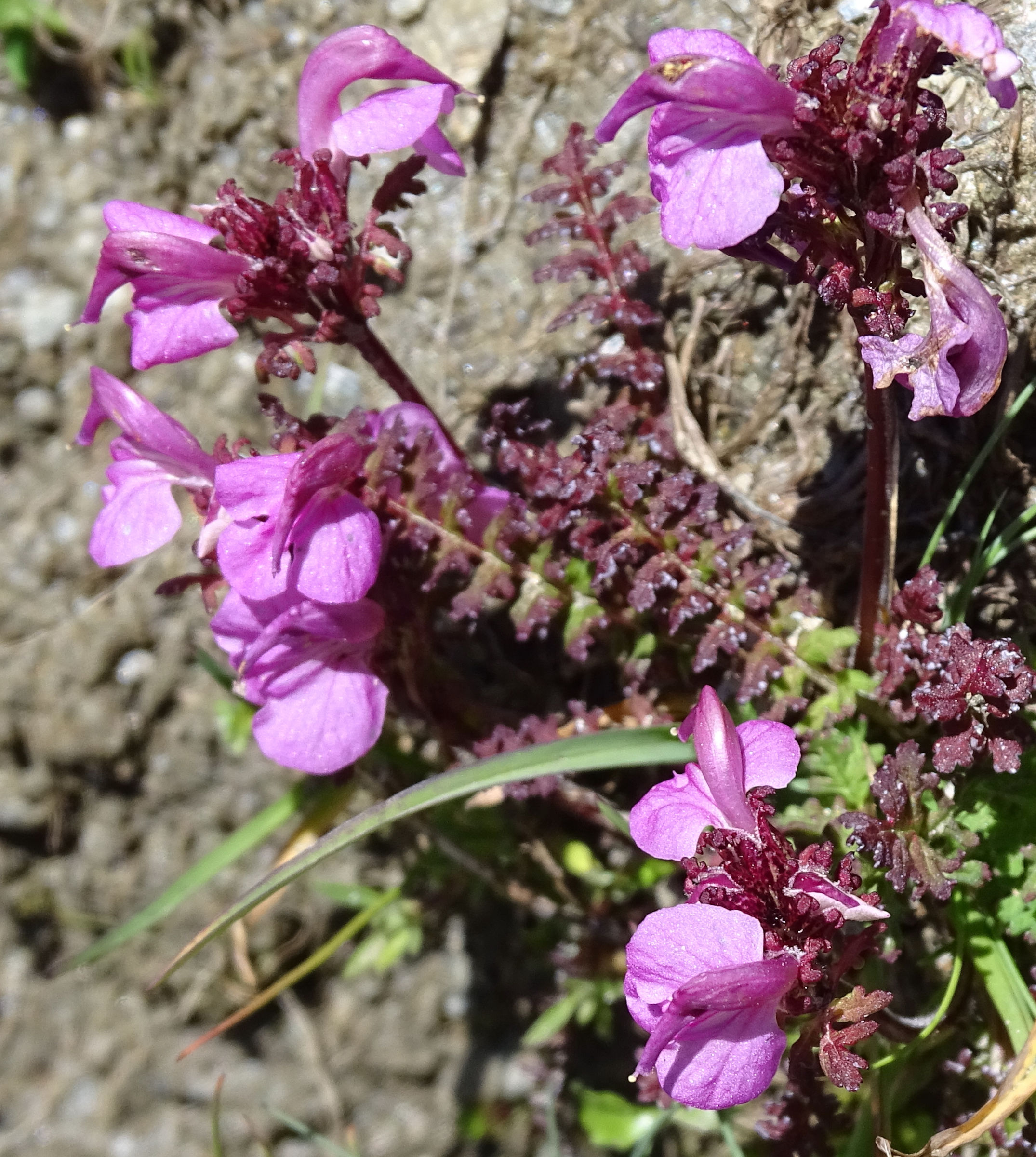 pedicularis_kerneri3mv