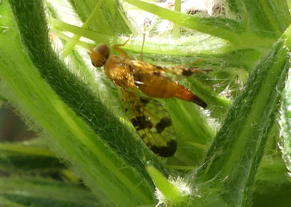 xyphosia_miliaria1mv