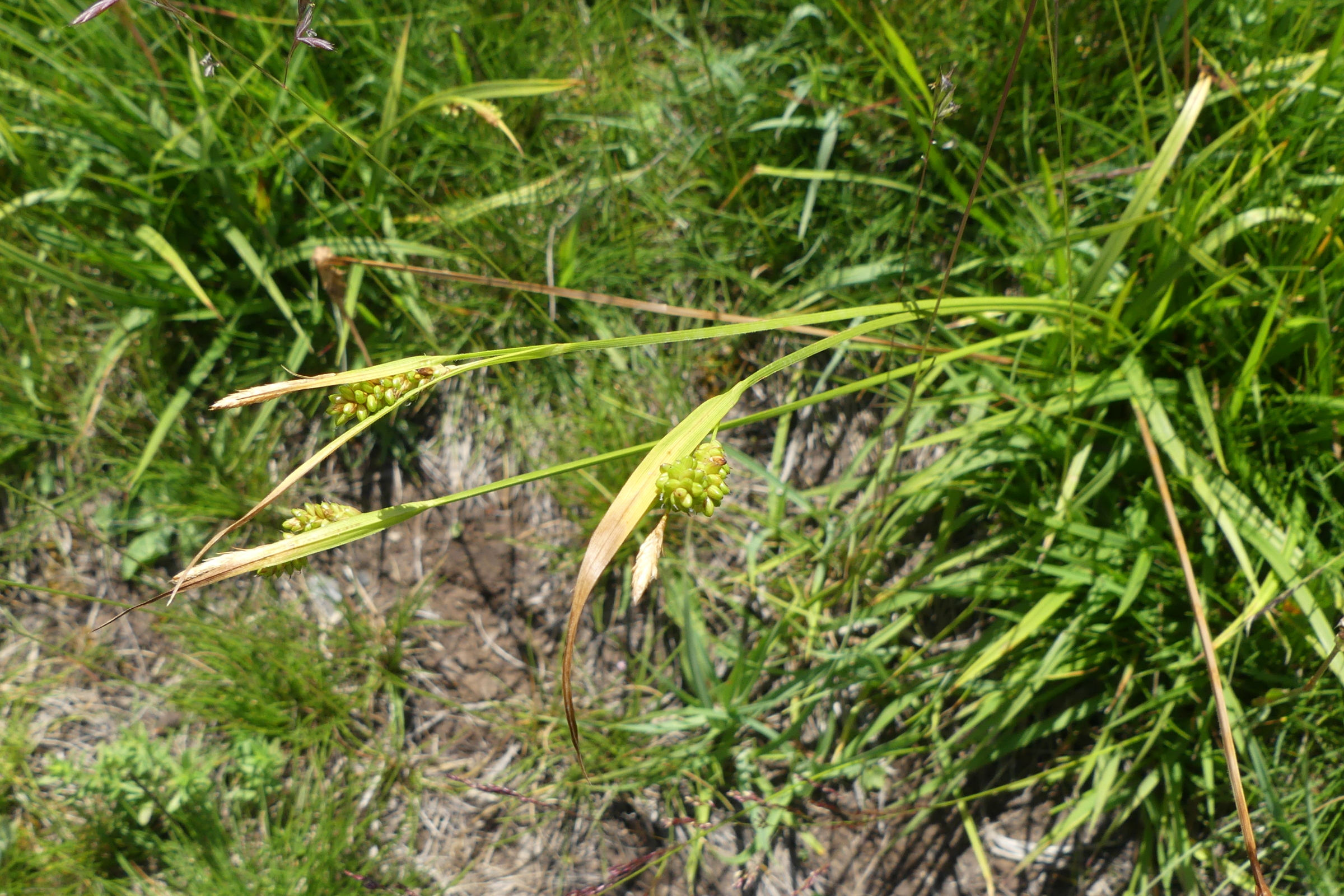 carex_pallescens1mv