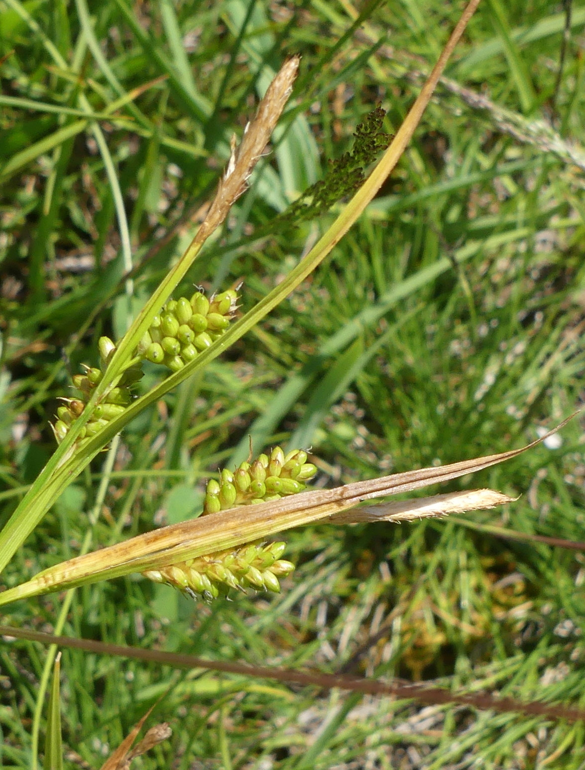 carex_pallescens2mvjpg