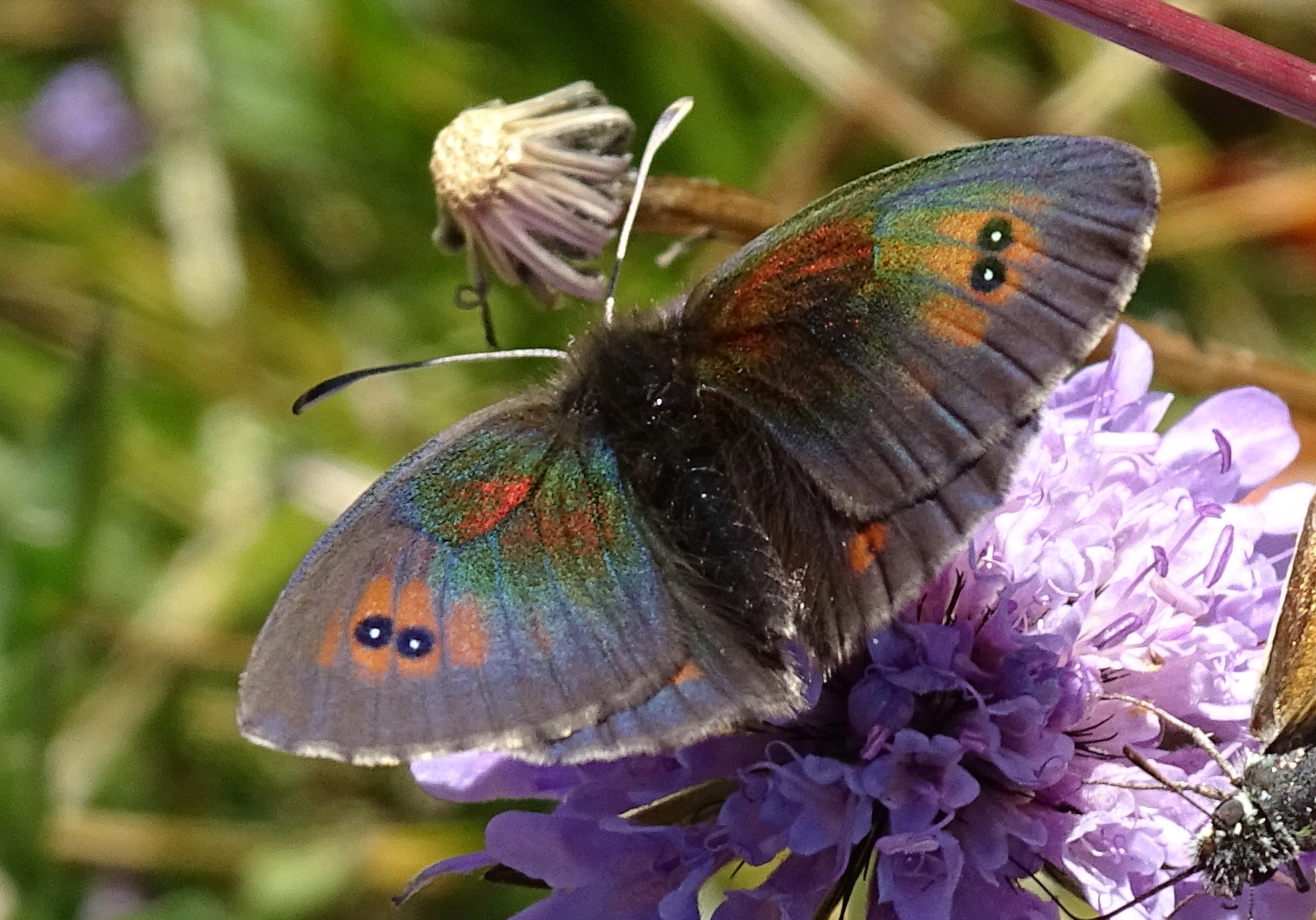 erebia_cassioides5mv