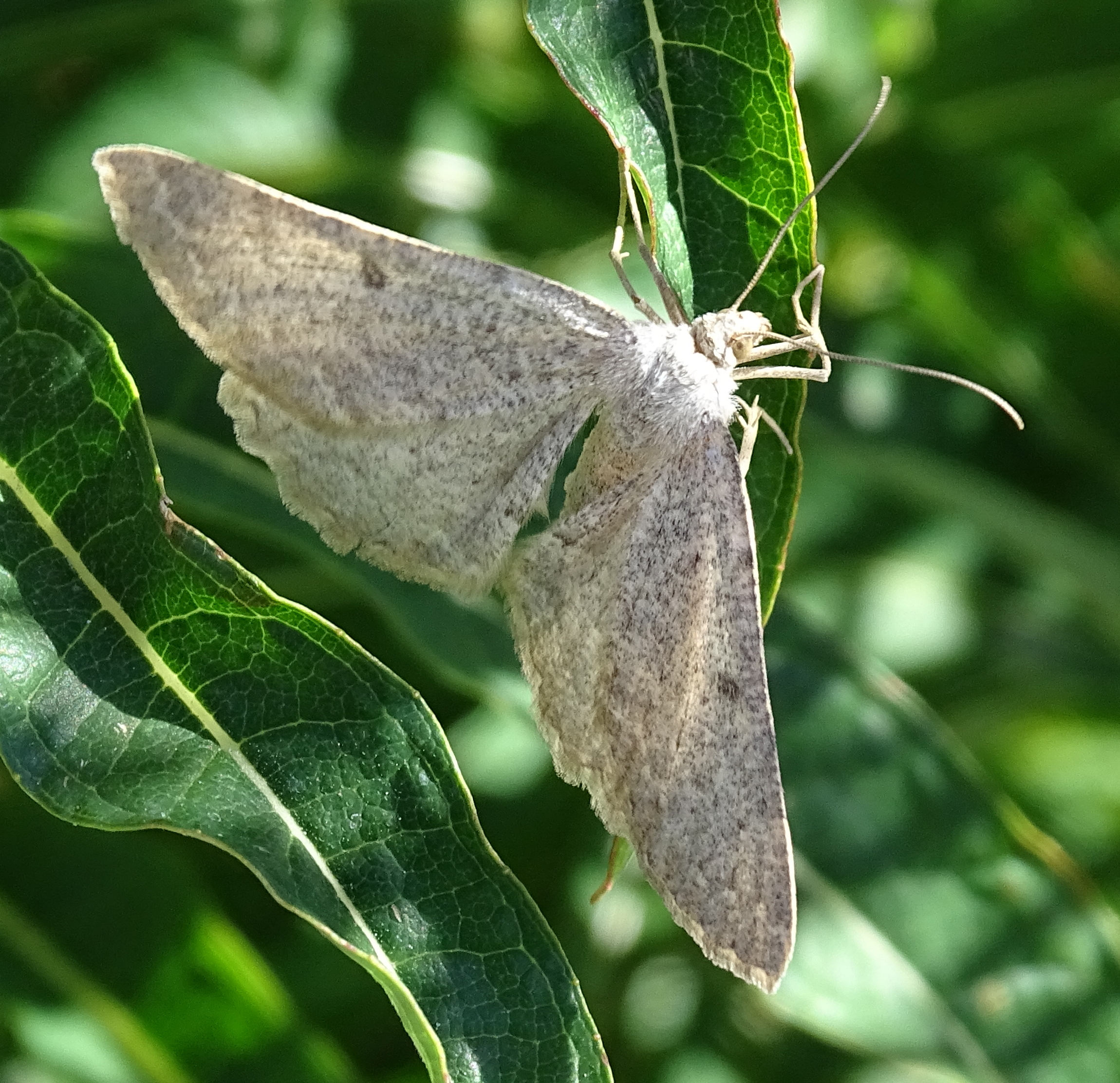 gnophos_obfuscata1mv