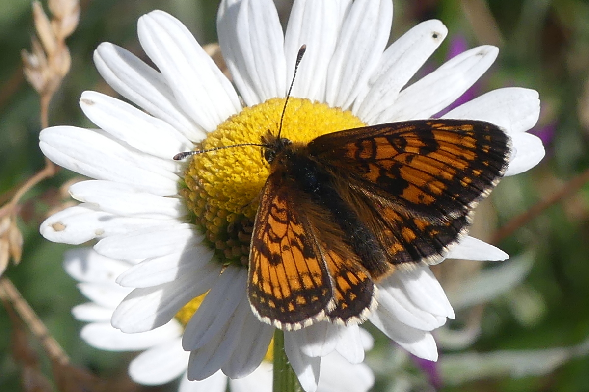 Afficher le média melitaea_aurelia2mv melitaea_aurelia2mv