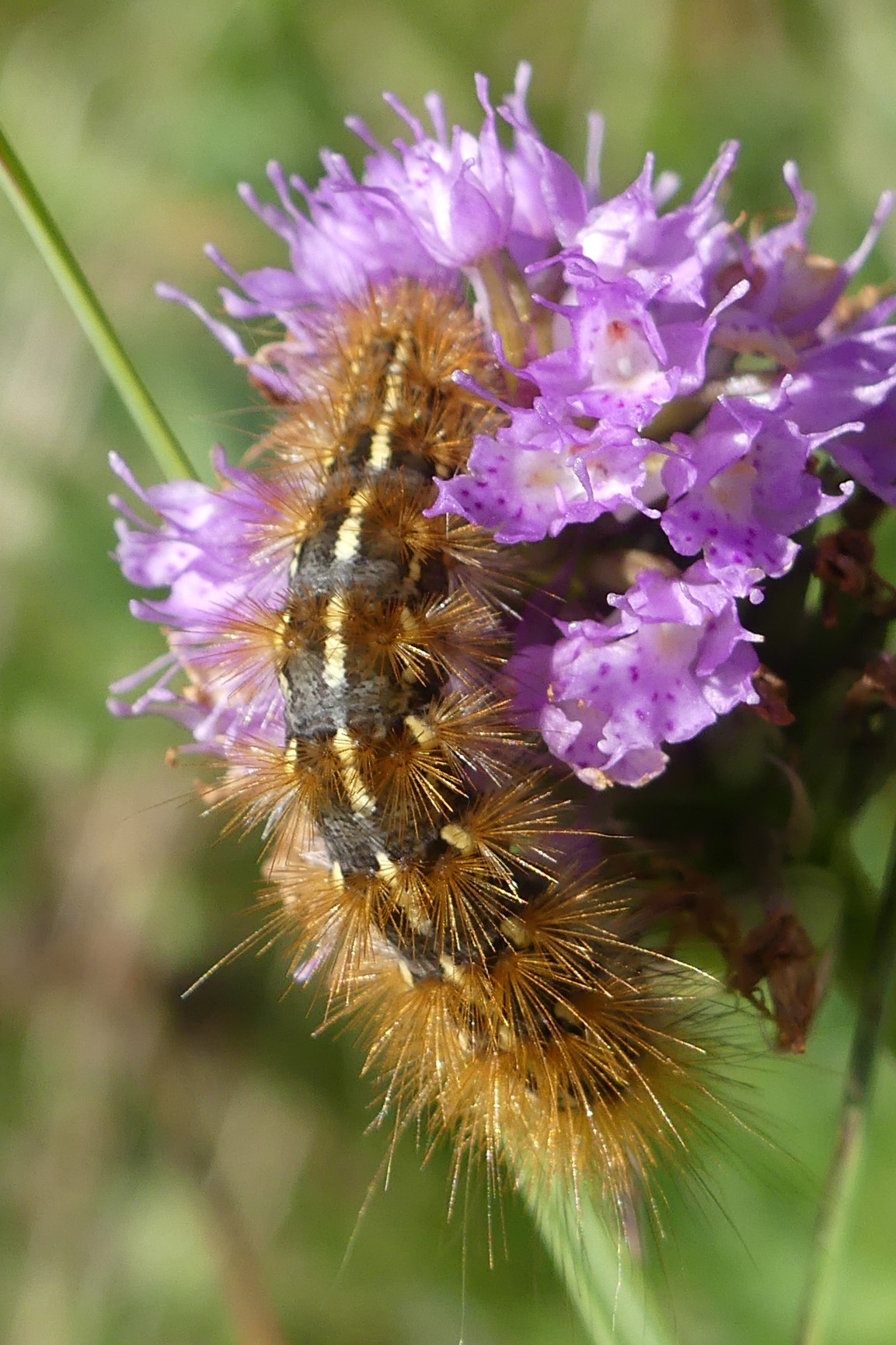 Afficher le média ocnogyna_parasita_ch1mv ocnogyna_parasita_ch1mv