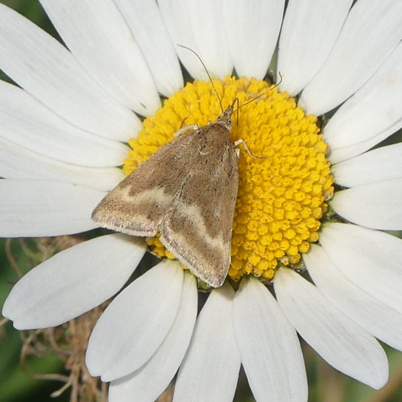 pyrausta_aerealis1mv