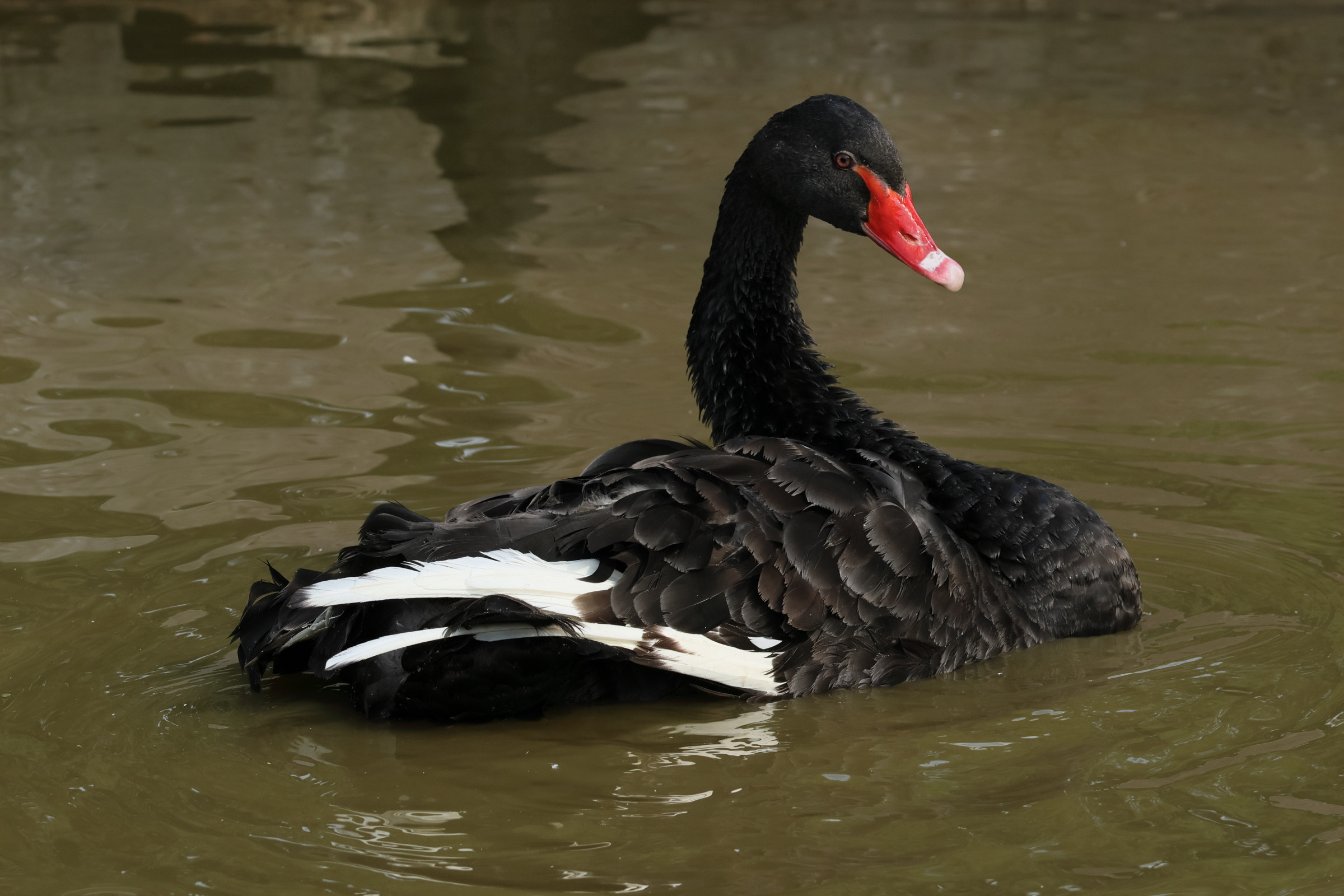 cygne_noir_-_cygnus_atratus1bd