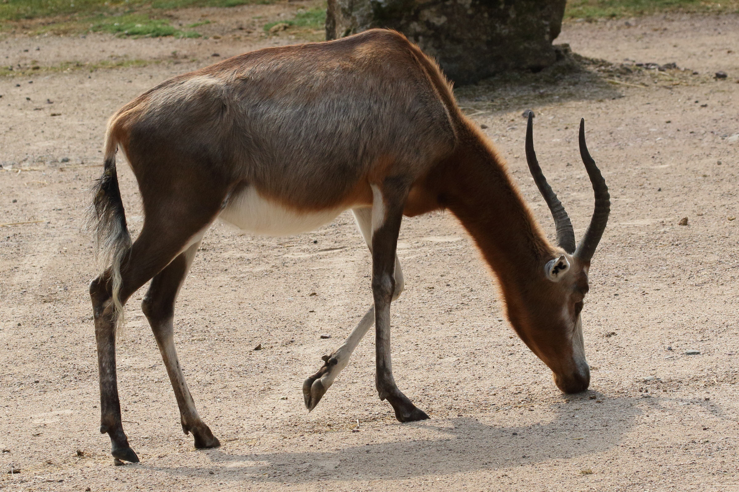 damaliscus_pygargus3md