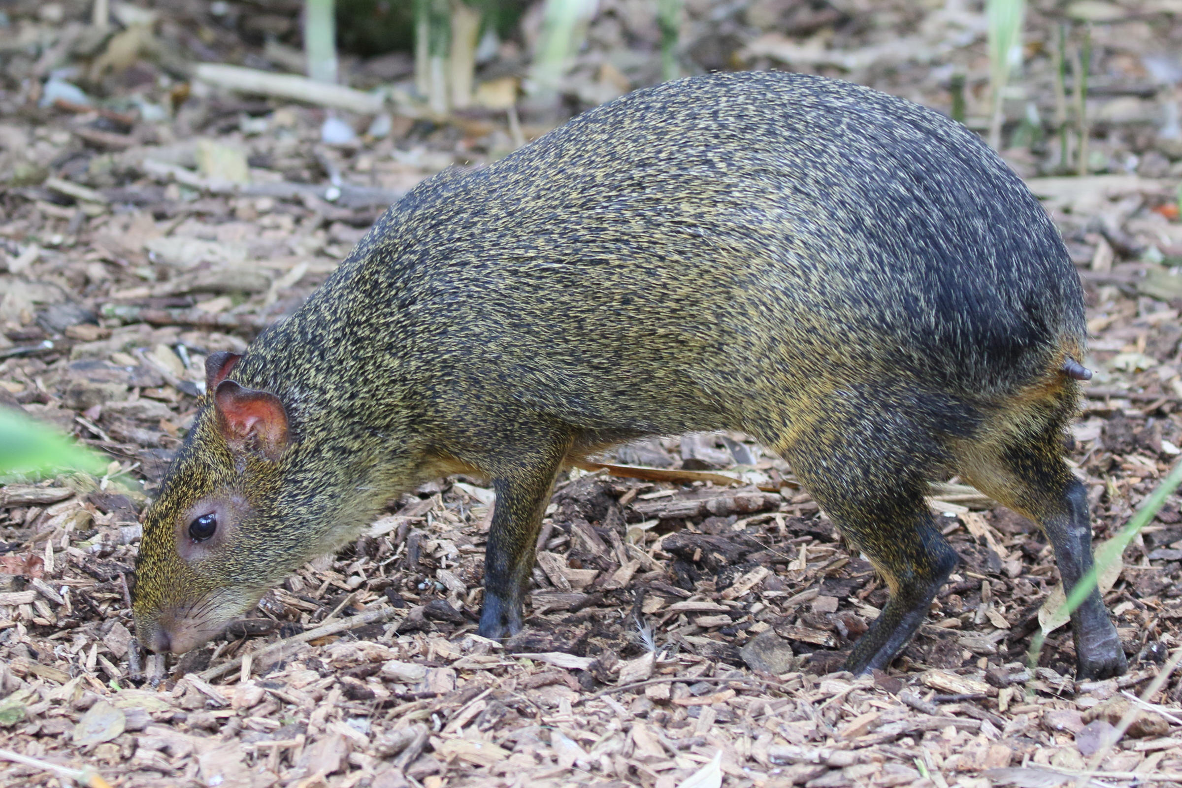 dasyprocta_azarae3md